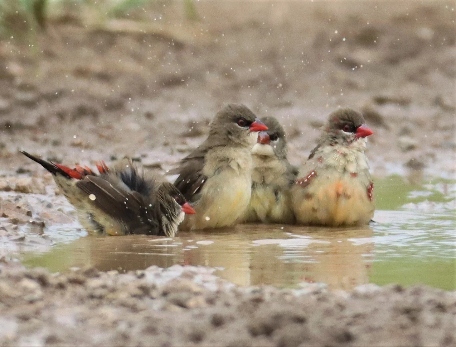 RED AVADAVAT - Amandava amandava - THAP YAO RICE FIELDS LAT KRABANG (19).jpg