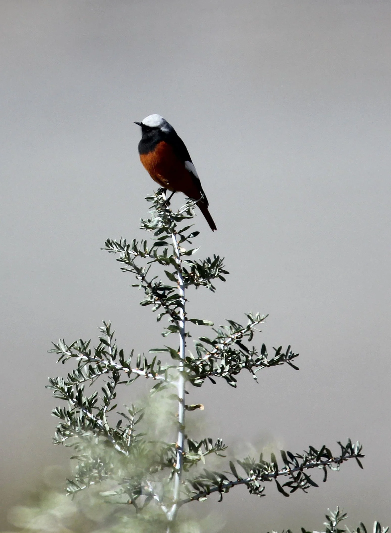 BIRD - REDSTART - WHITE-WINGED REDSTART - HEMIS NATIONAL PARK - LADAKH INDIA - JAMMU & KASHMIR NEAR ULLEY VALLEY (7).JPG