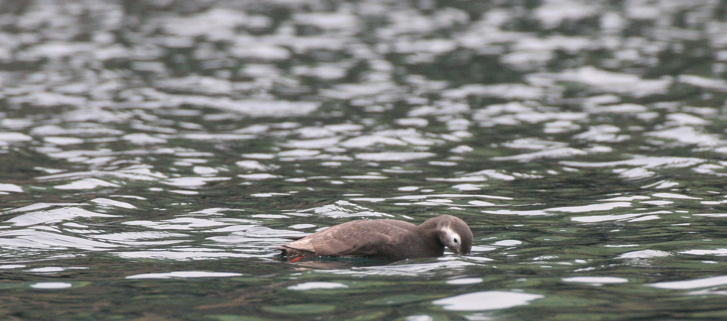 Cepphus carbo - SPECTACLED GUILLEMOT - MONERON ISLAND RUSSIA (30).jpg