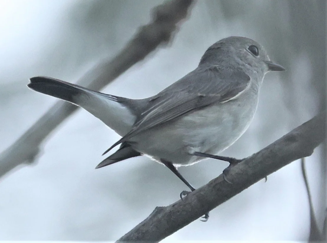 FLYCATCHER - Taiga Flycatcher - Ficedula albicilla - CHIANG SAEN CHIANG RAI (5).JPG