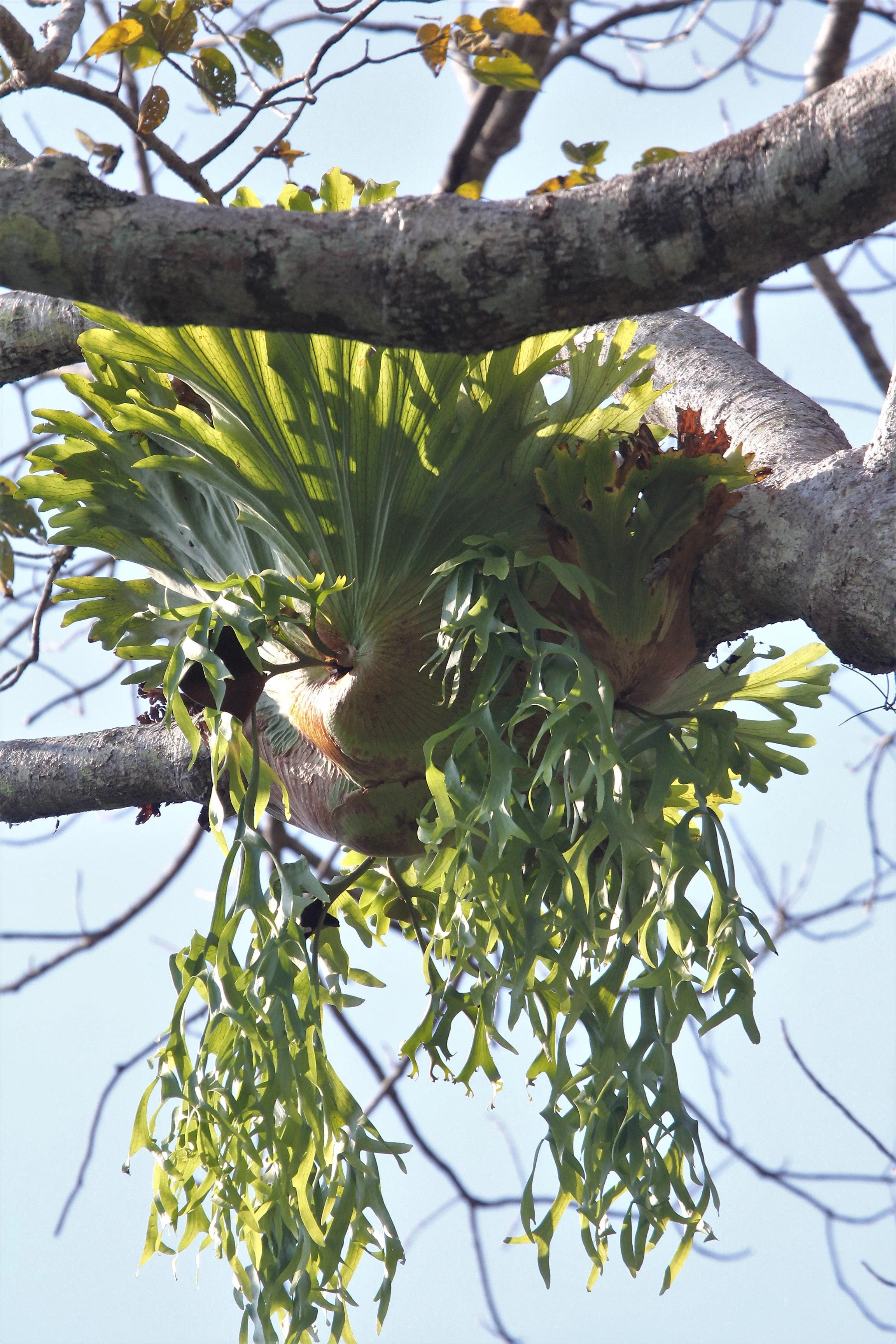 Staghorn Fern (Platycerium superbum) can become massive, with shield fronds reaching up to a meter in width. 
