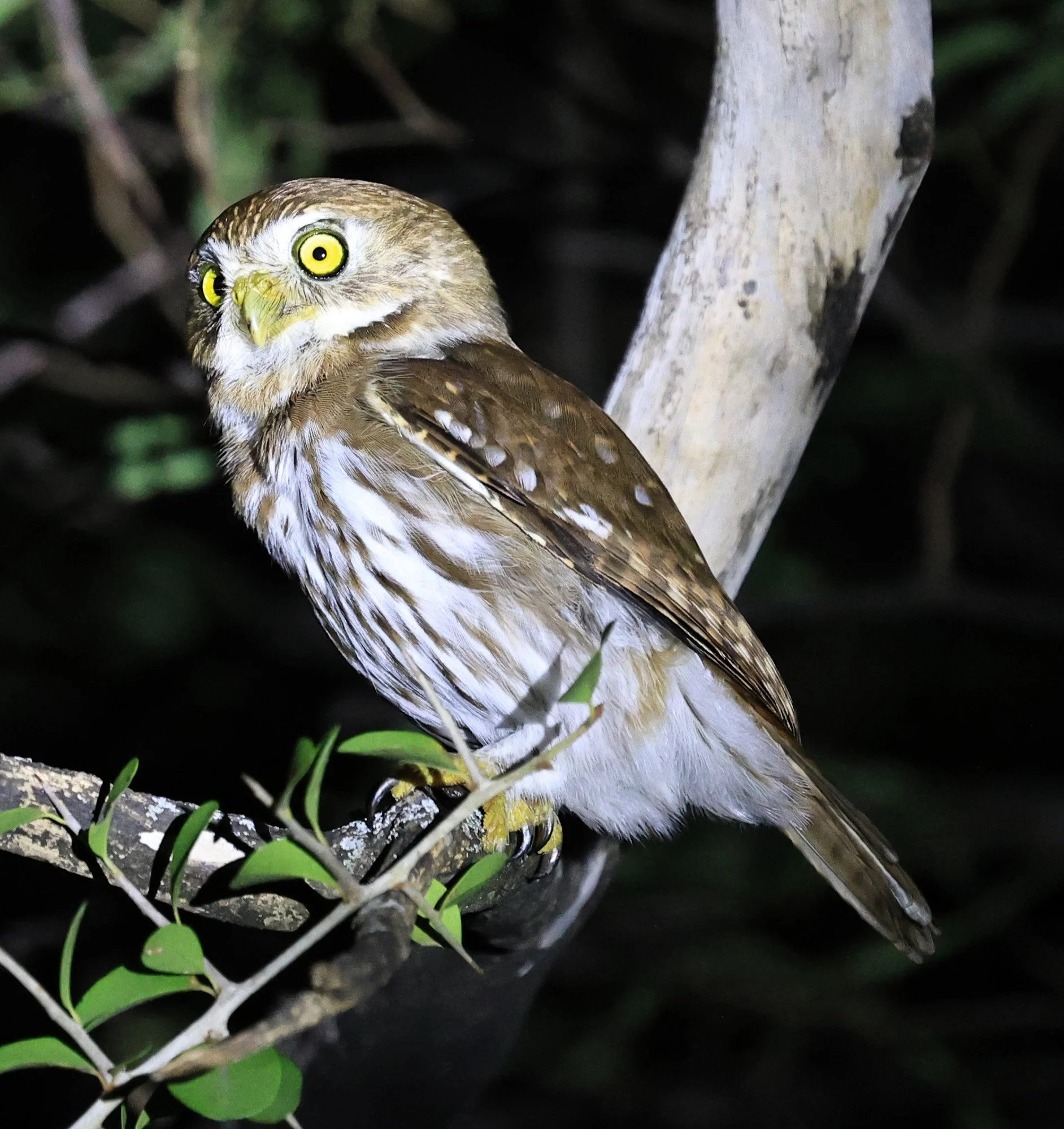 Ferruginous Pygmy-Owl (Glaucidium brasilianum) Reserva Nueland  Selva Serena (64).jpg