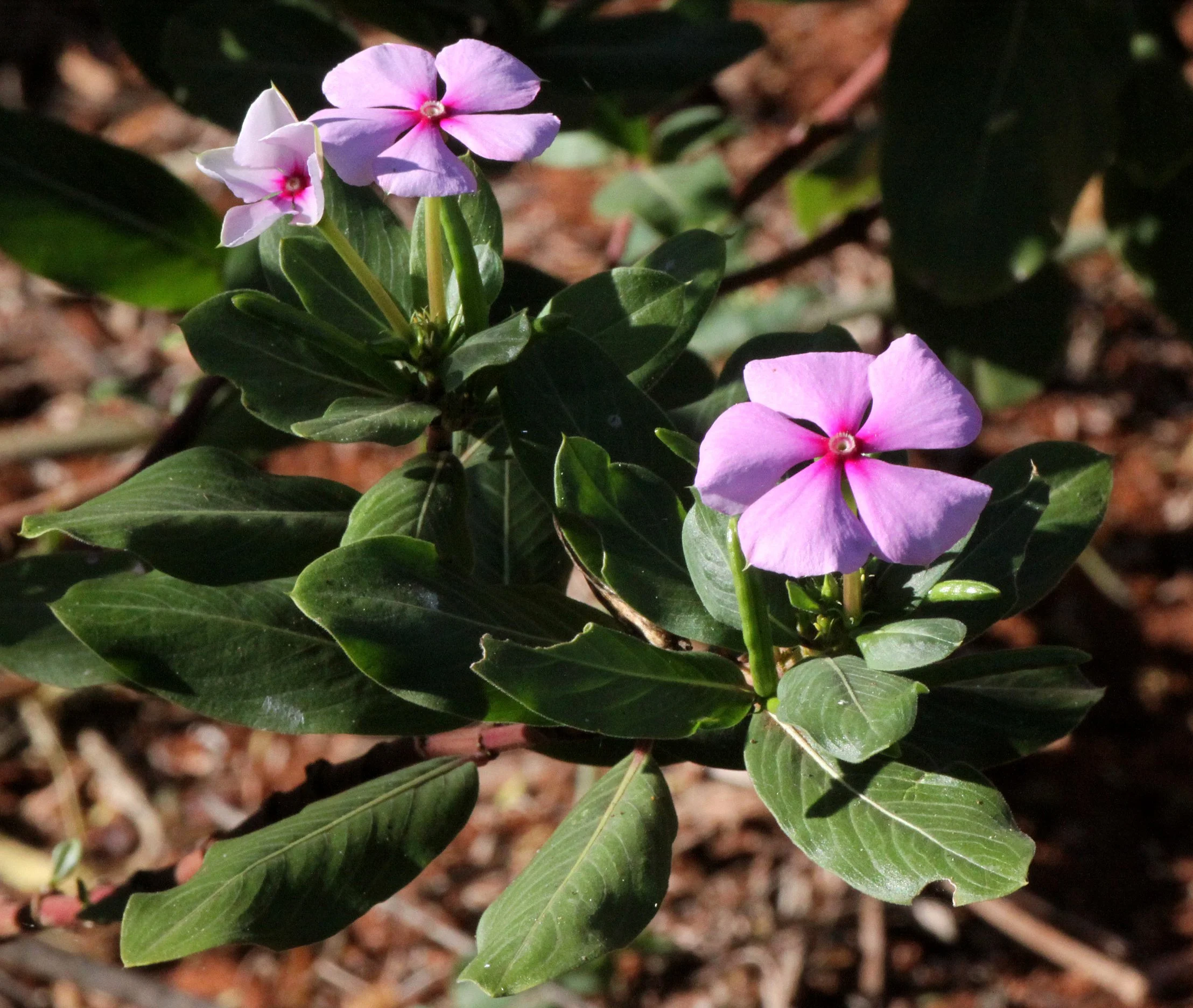 PLANT - SPECIES - BERENTY RESERVE MADAGASCAR.JPG