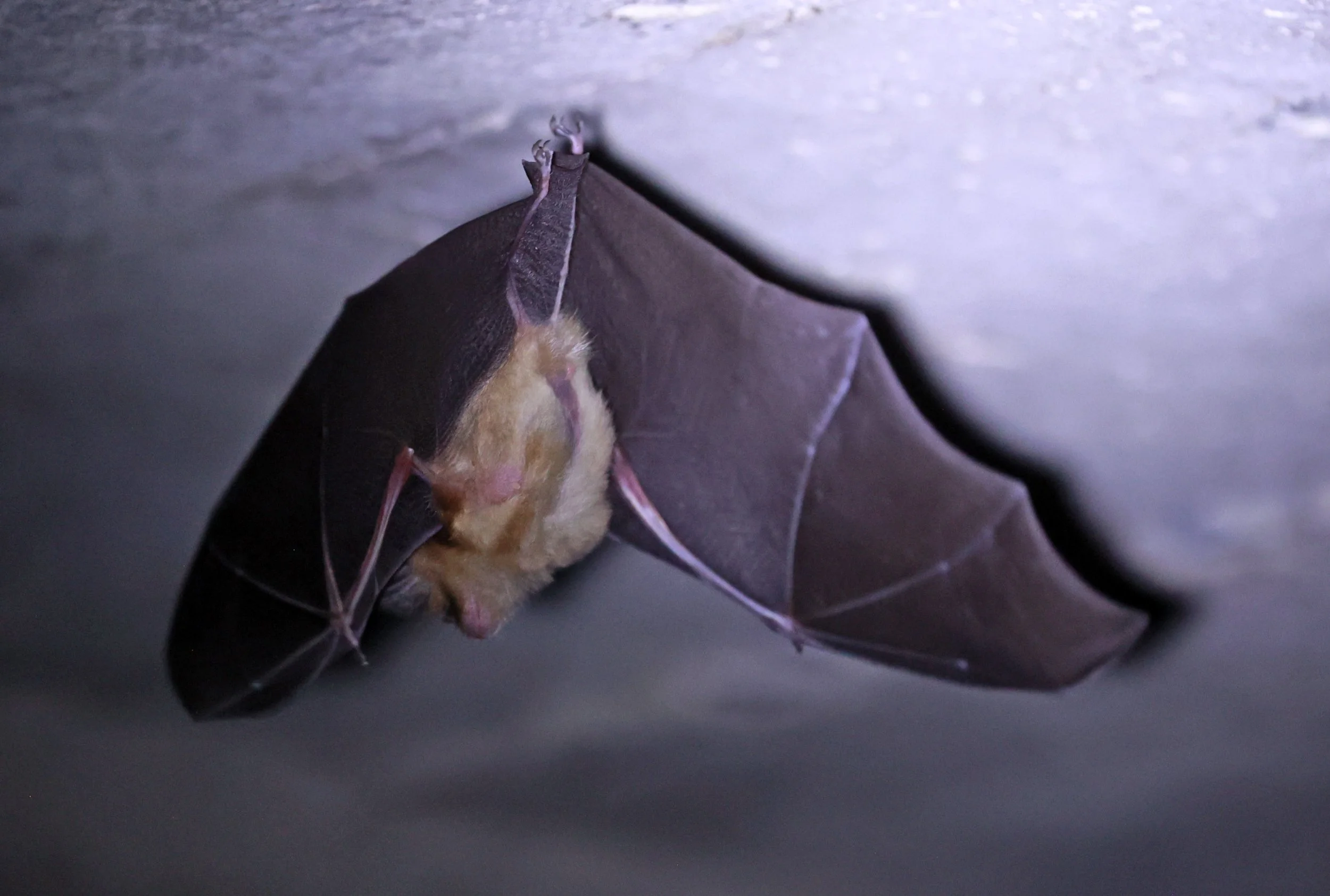 Hipposideros gentilis 
