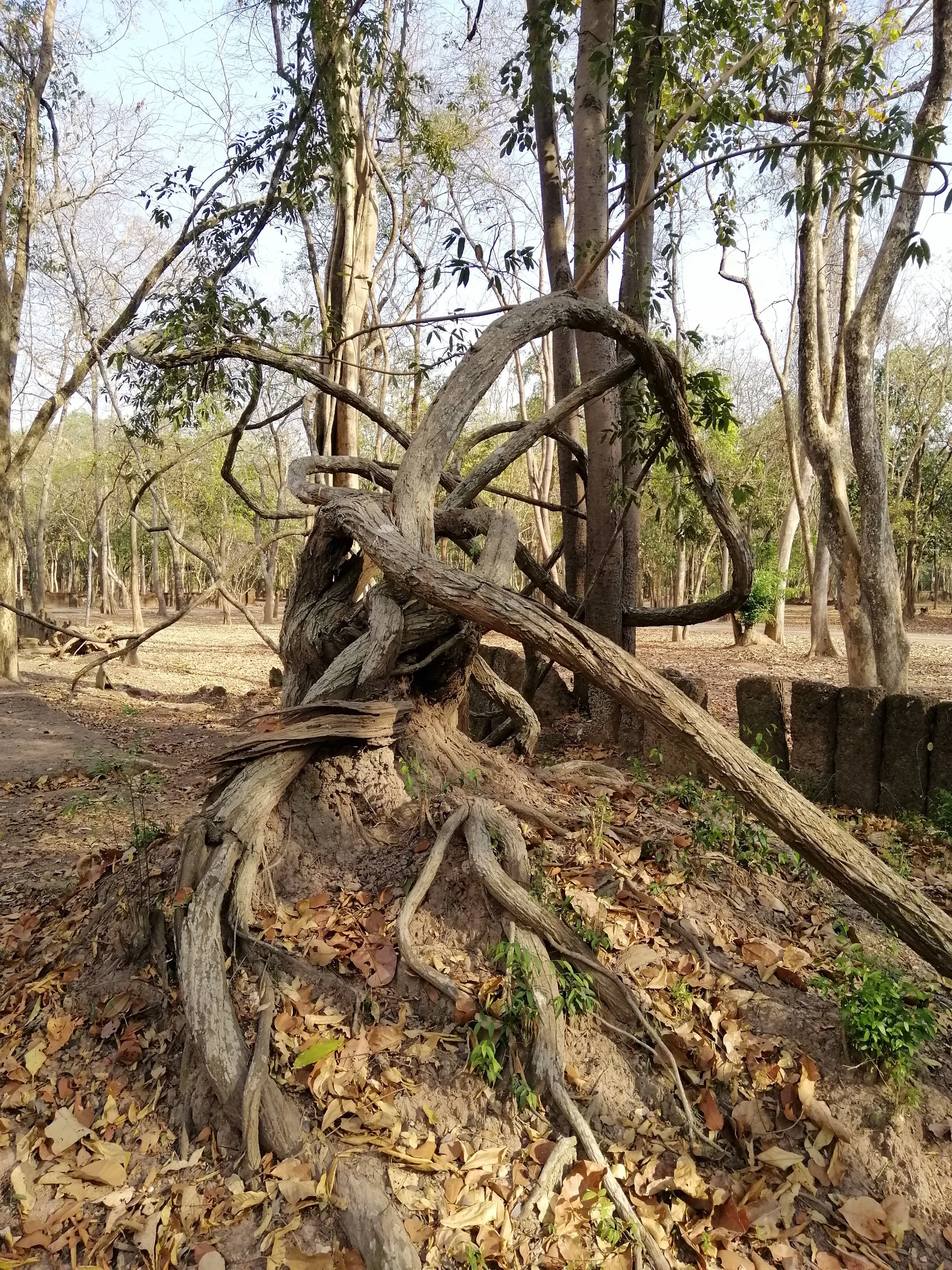 Old Liana in the Ancient Town of Kanchanaburi