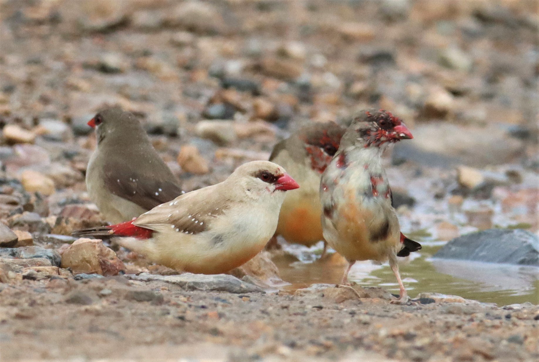 RED AVADAVAT - Amandava amandava - THAP YAO RICE FIELDS LAT KRABANG WITH LEUCISTIC FORM (24).jpg