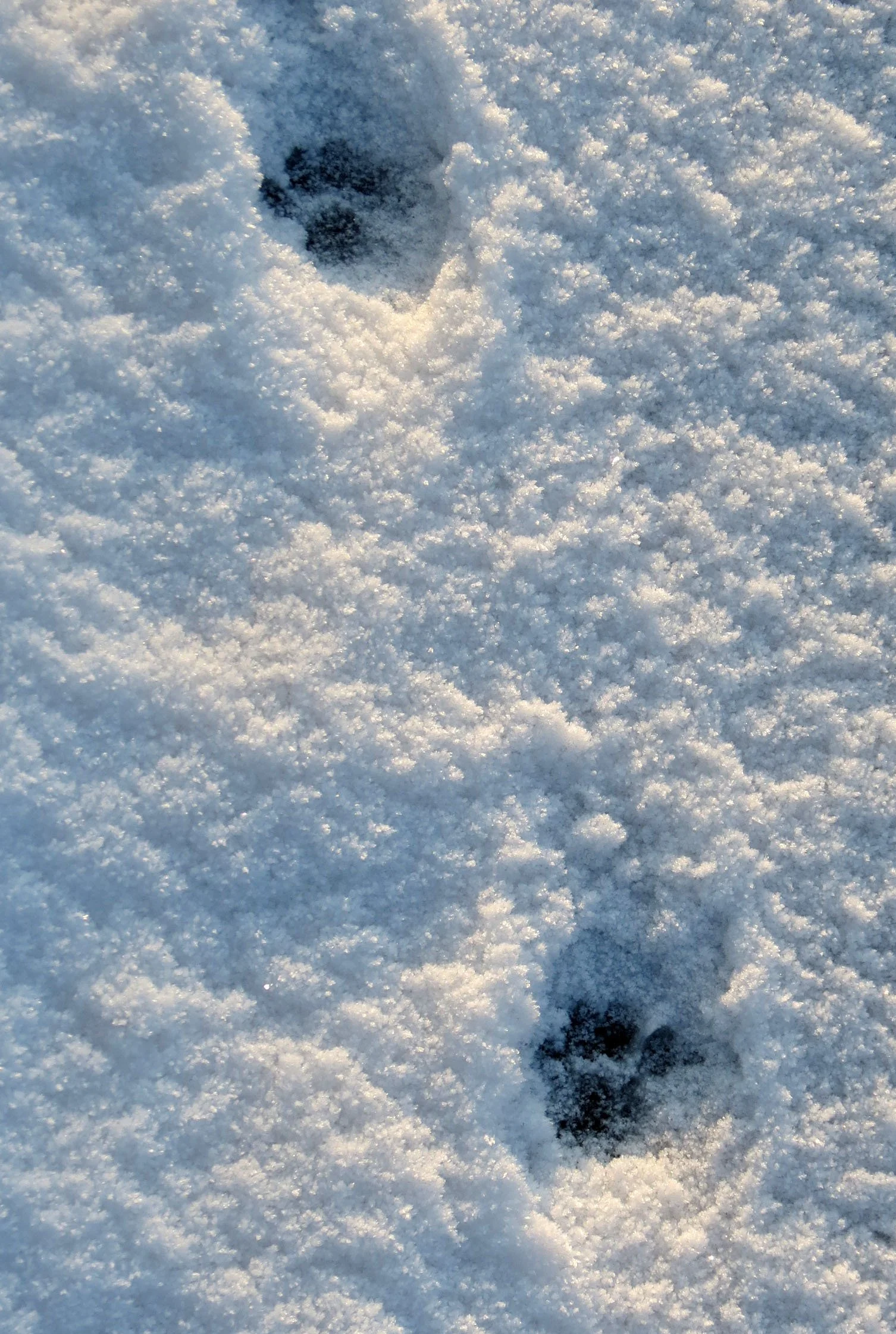 NOSAPPU CAPE - NEMURO PENINSULA - HOKKAIDO JAPAN (4).JPG