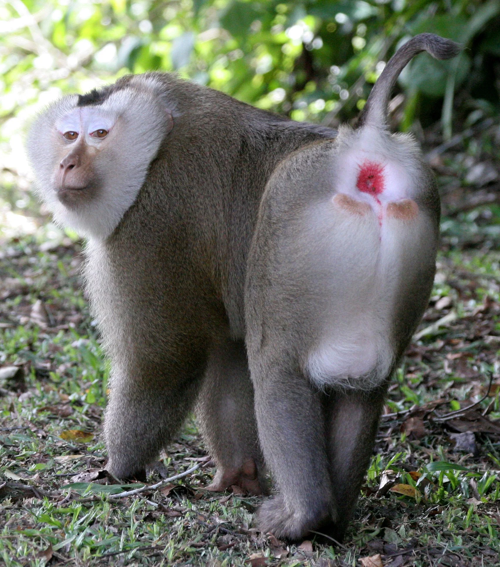 CERCOPITHECIDAE - Macaca leonina - NORTHERN PIG-TAILED MACAQUE - KHAO YAI NATIONAL PARK THAILAND (183).JPG