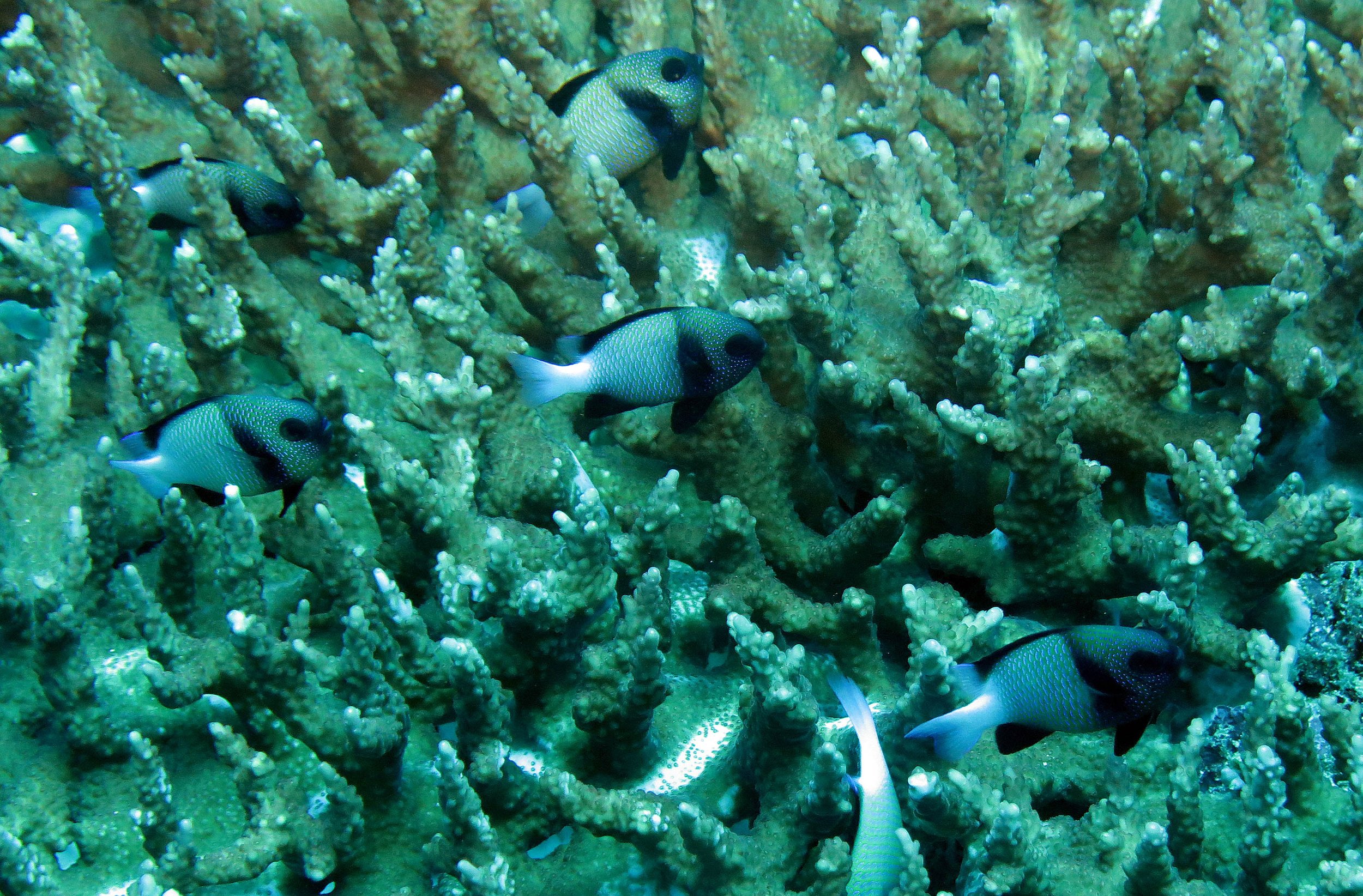 Pomacentridae - Dascyllus carneus - Cloudy Dascyllus - Similan Islands, Thailand (5).JPG