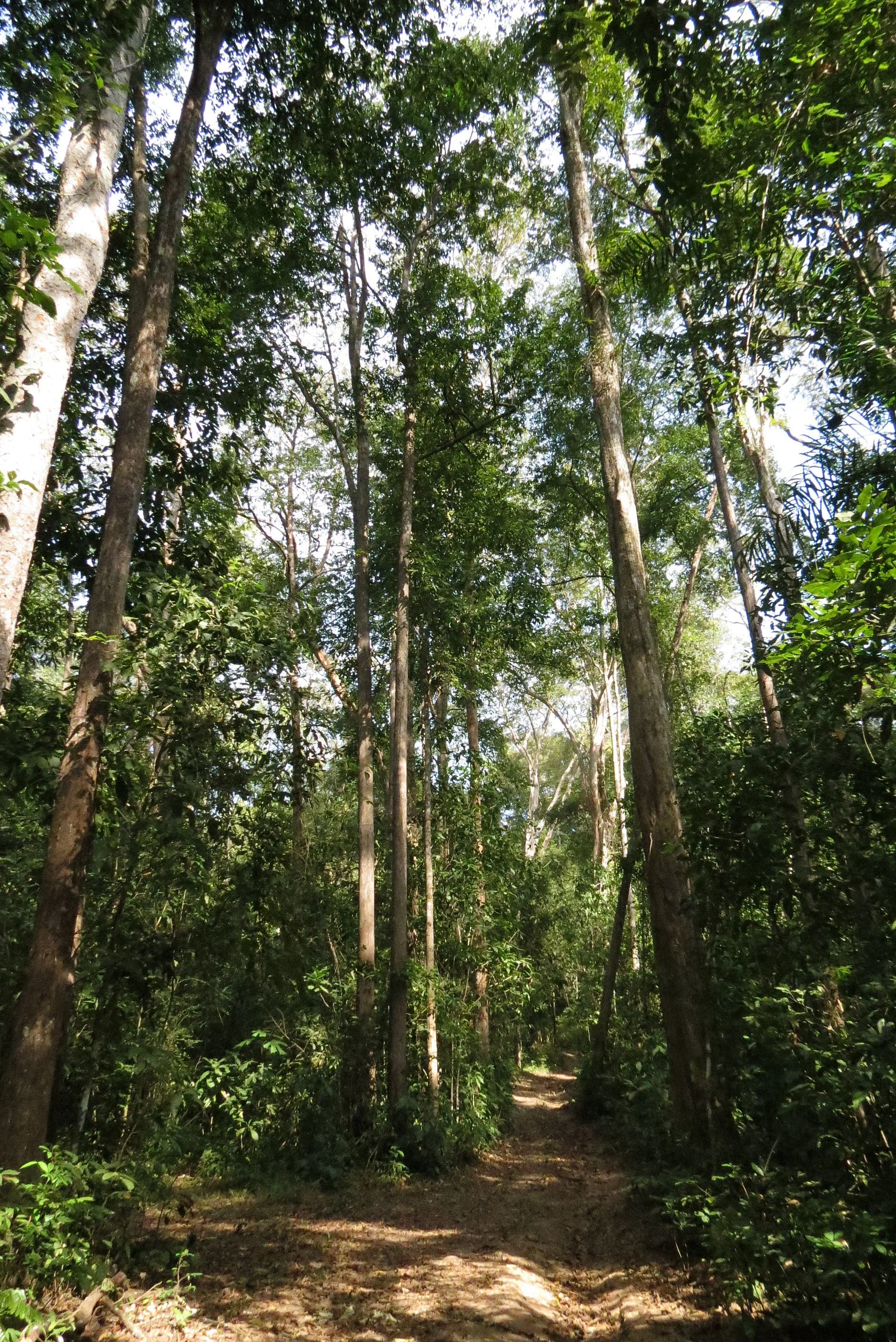 2014 Huai Kha Khaeng Bruce Kekule Trip (236).JPG