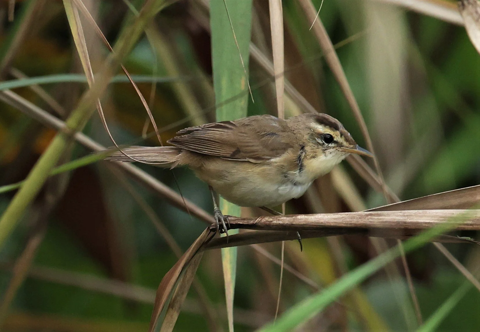 WARBLER - BLACK-BROWED REED WARBLER - Acrocephalus histrigiceps - PAK PHAYUN DISTRICT, PATTHALUNG APRIL 2022 (15).jpg