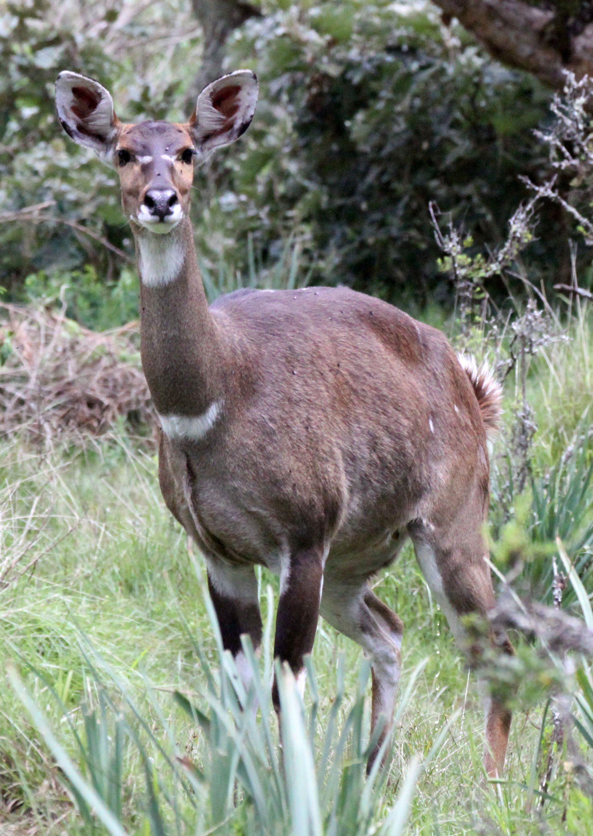 NYALA - MOUNTAIN NYALA - Tragelaphus buxtoni - BALE MOUNTAINS NATIONAL PARK ETHIOPIA (65).JPG