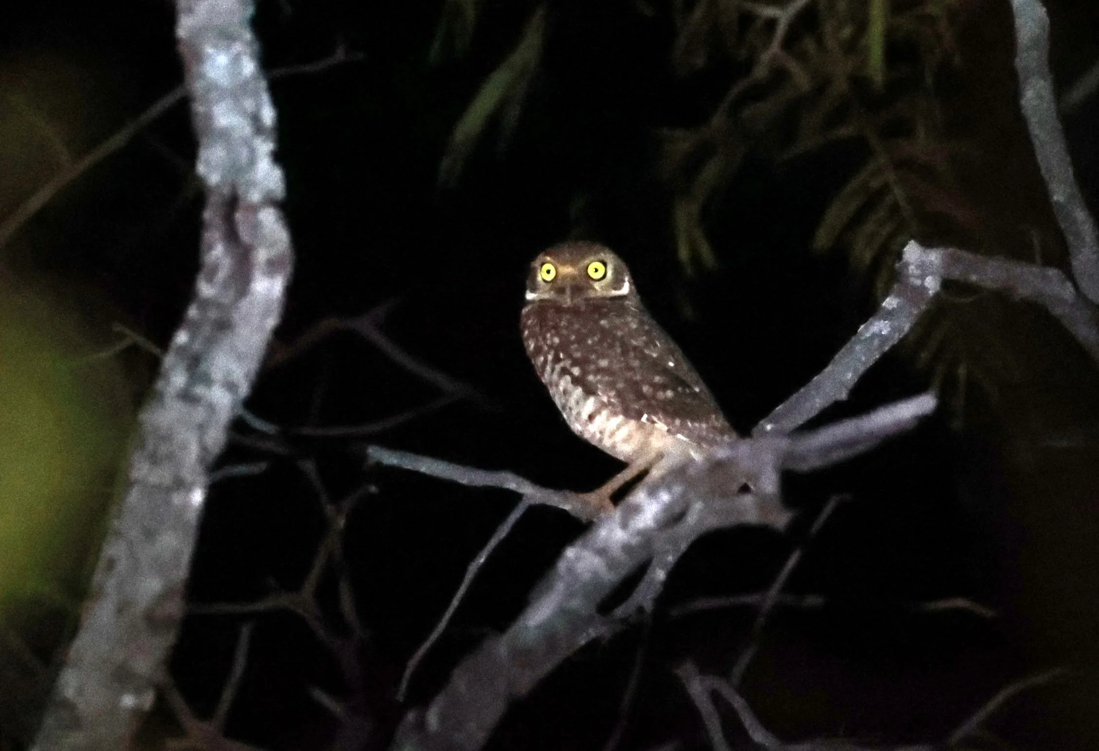 Owl - Burrowing Owl - Athene cunicularia - Emas National Park, Goias State, Brazil (10).jpg
