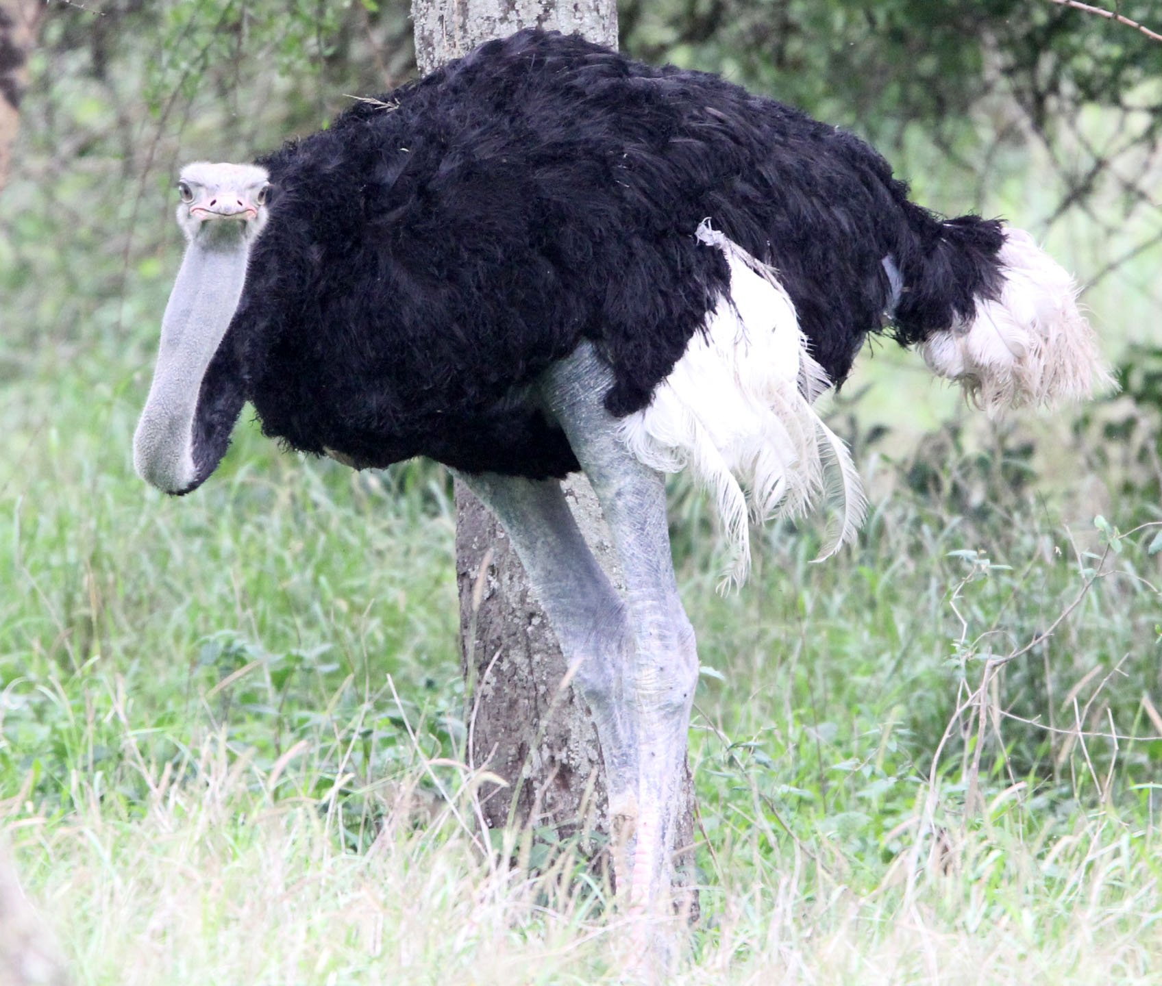 Struthio camelus camelus - NORTH AFRICAN OSTRICH - ABIATA-SHALLA NATIONAL PARK ETHIOPIA (4).JPG
