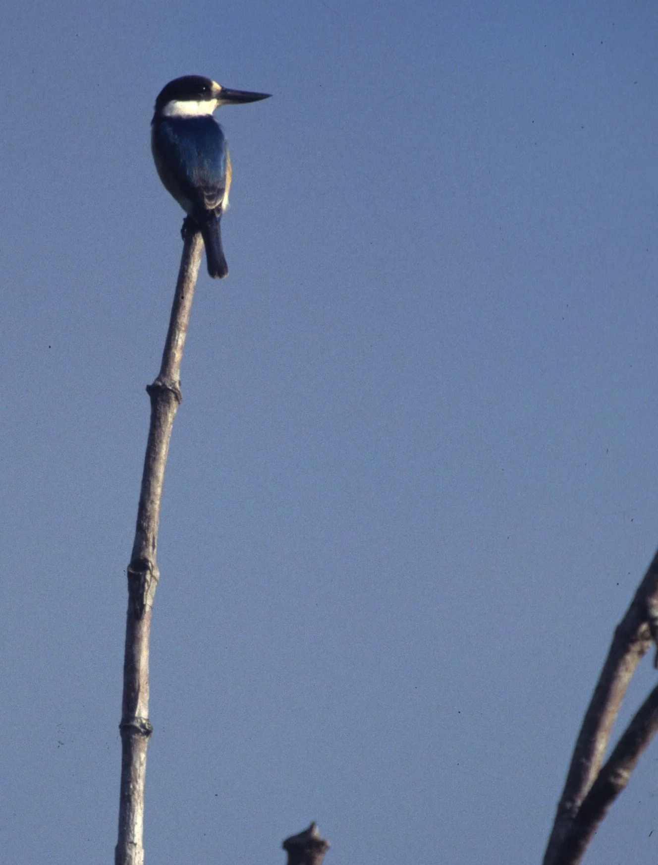 BIRD - KINGFISHER - AZURE - KAKADU AUSTRALIA  (2).jpg