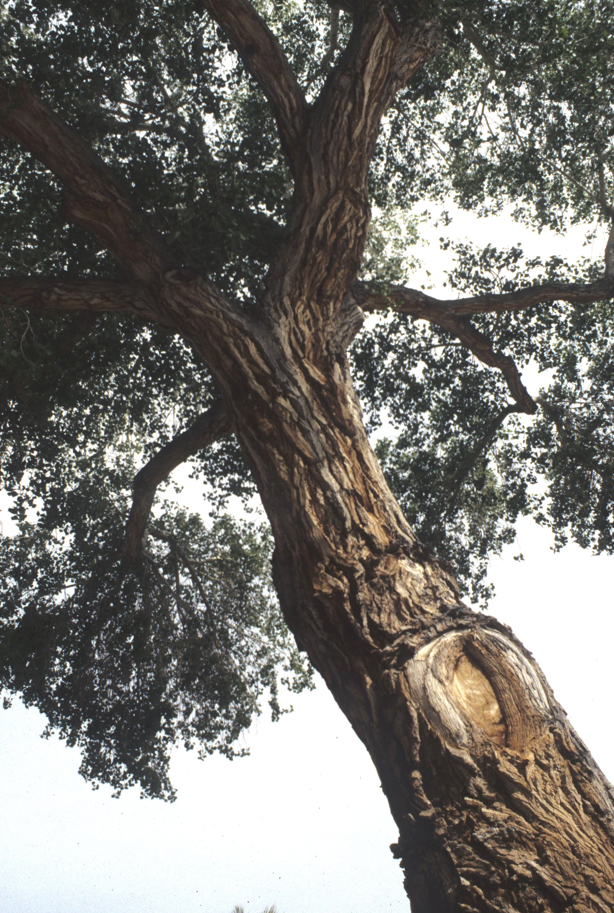 DEATH VALLEY - POPULUS FREMONTII - FREMONT COTTONWOOD.jpg