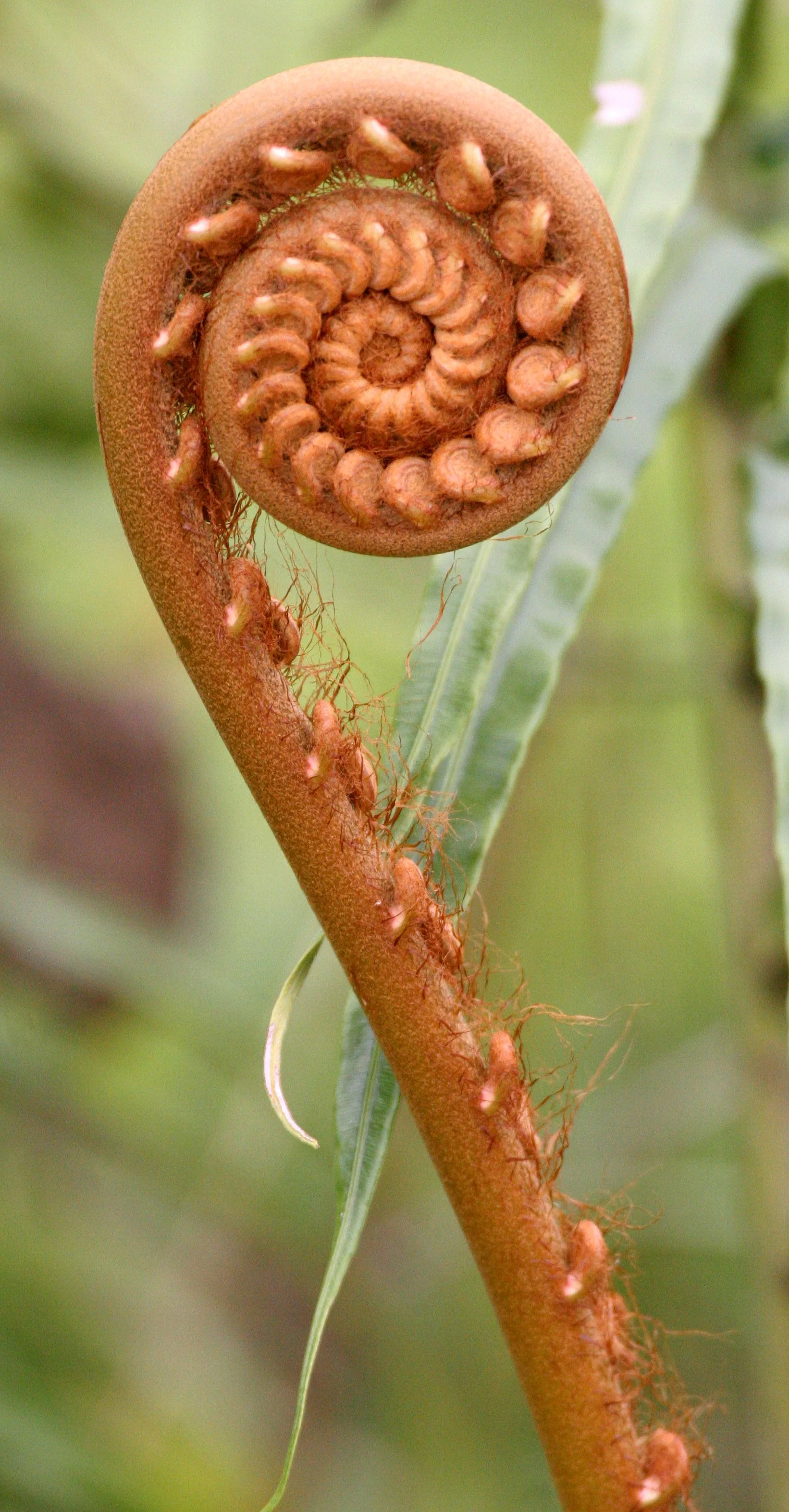 TABIN WILDLIFE RESERVE BORNEO - FERN FIDDLE-HEAD (2).JPG
