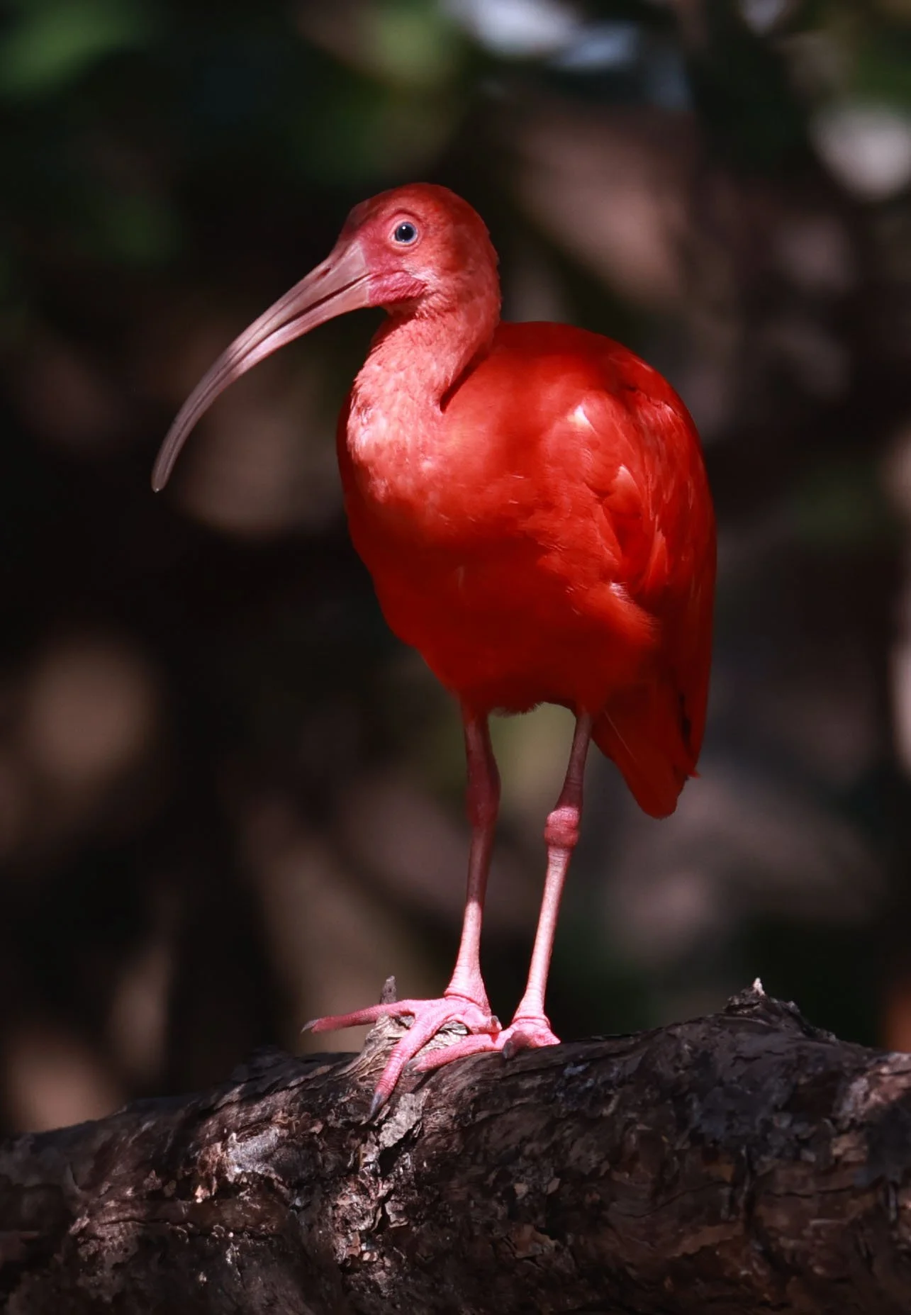 Ibis - Scarlet Ibis - Eudocimus ruber - 29 Songkaow Cafe, Chachoengsao Thailand (313).jpg