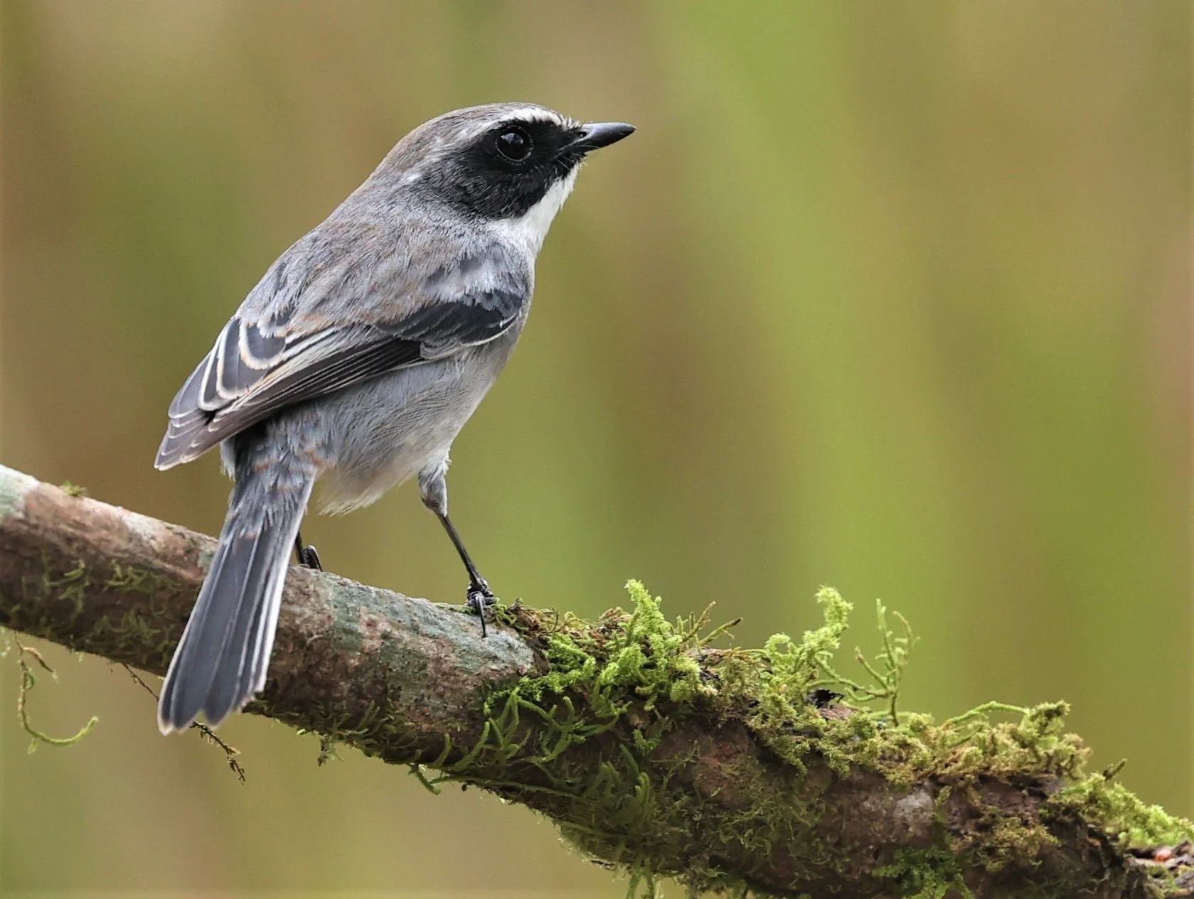 BUSH CHAT - GREY BUSH CHAT - Saxicola ferreus - DOI LANG WEST, DOI PHA HOM POK NP, CHIANG MAI DEC 2021 (20).jpg