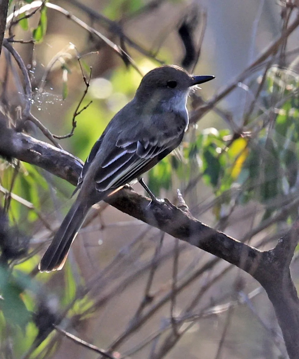 Brown-crested Flycatcher (Myiarchus tyrannulus) Agua Dulce Paraguay (7).jpg