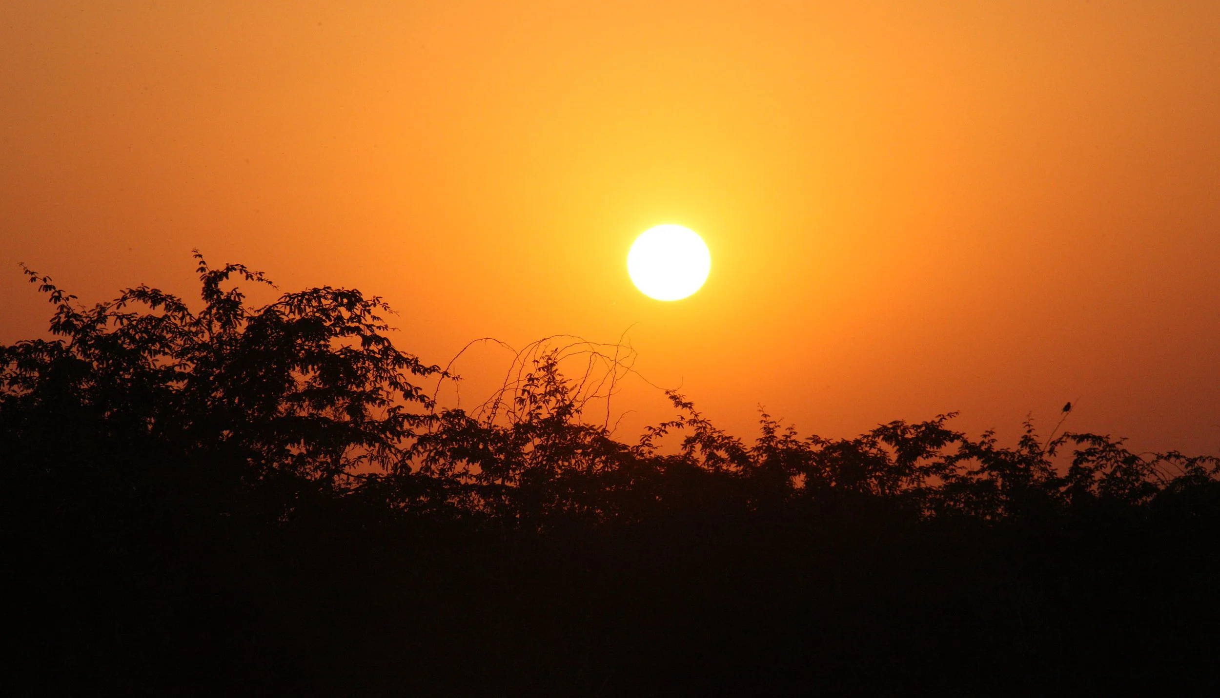 GUJARAT - KUTCH - LITTLE RANN OF KUTCH INDIA (77).JPG