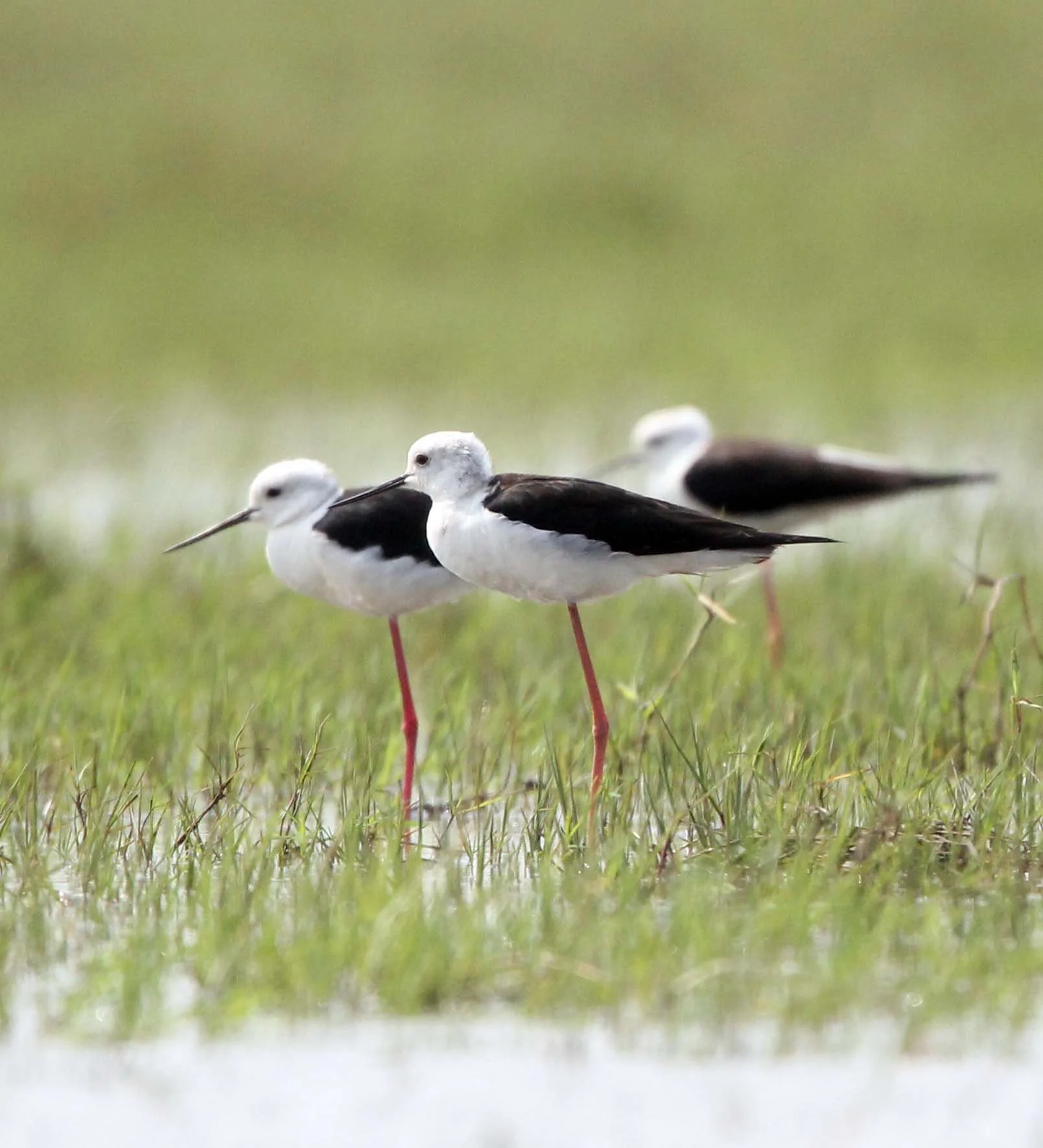 STILT - BLACK-WINGED - STILT - Himantopus himantopus - THALE NOI WATERBIRD PARK - PHATTHALUNG 28 (17).JPG