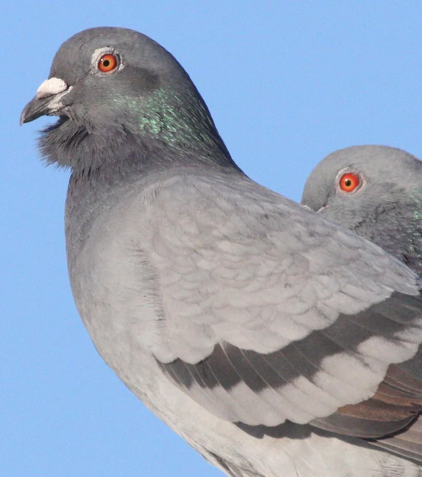 BIRD - PIGEON - ROCK PIGEON - PA HARBOR WA.JPG