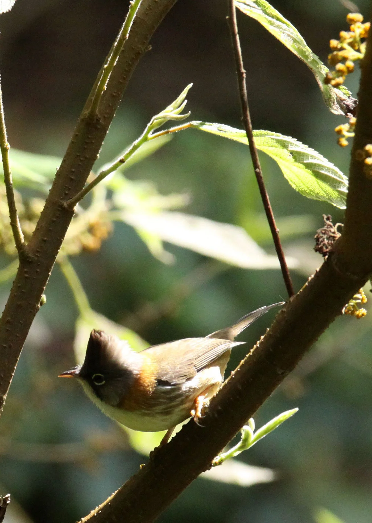 Whiskered Yuhina (Yuhina flavicollis) Wuliangshan Yunnan China (7).JPG