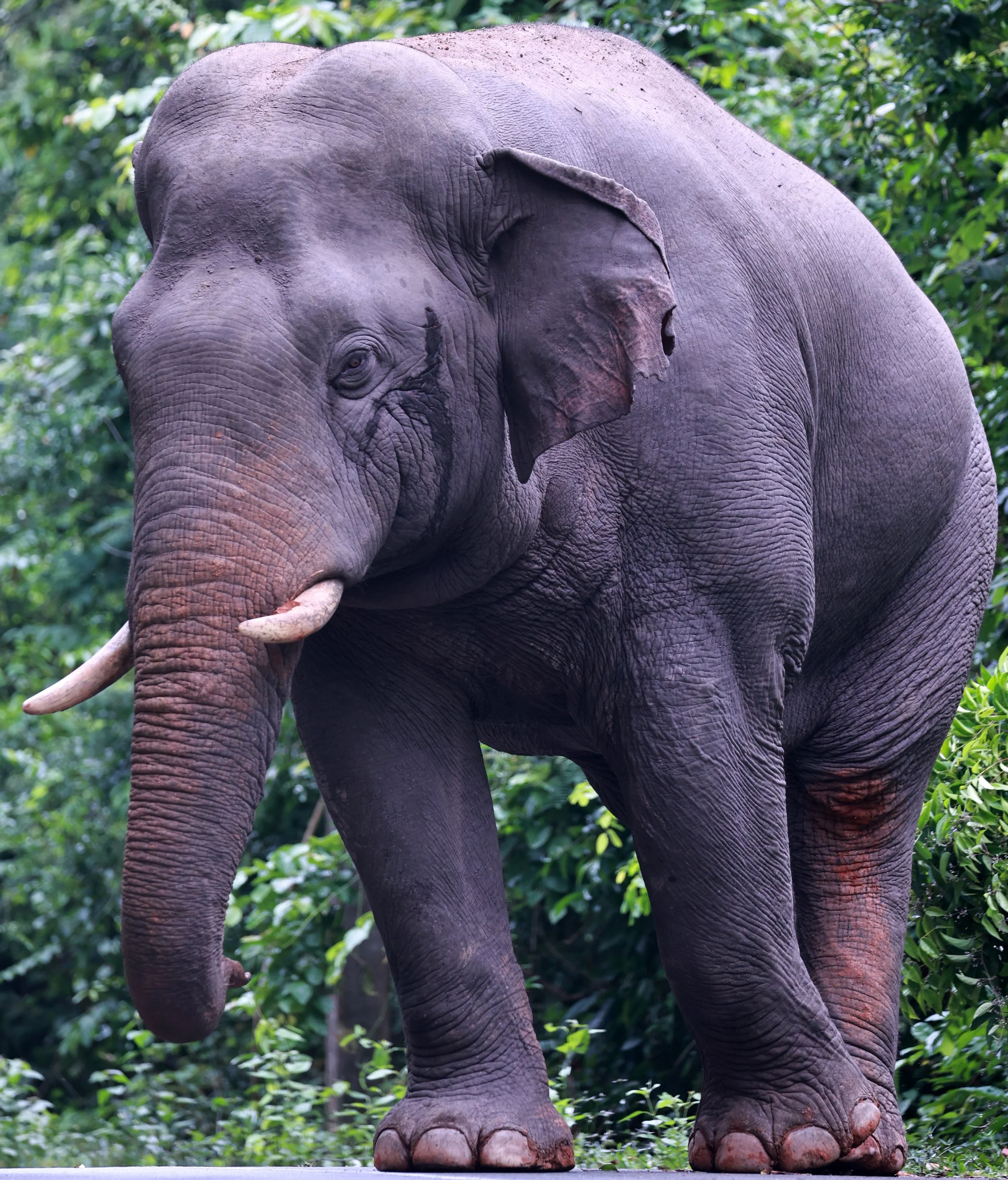 During musth, bull elephants secrete a thick,, strong-smelling, tar-like substance called temporin from their temporal glands located between the eye and ear. This secretion contains high levels of cholesterol, phenolic compounds, cresols, and sesqui