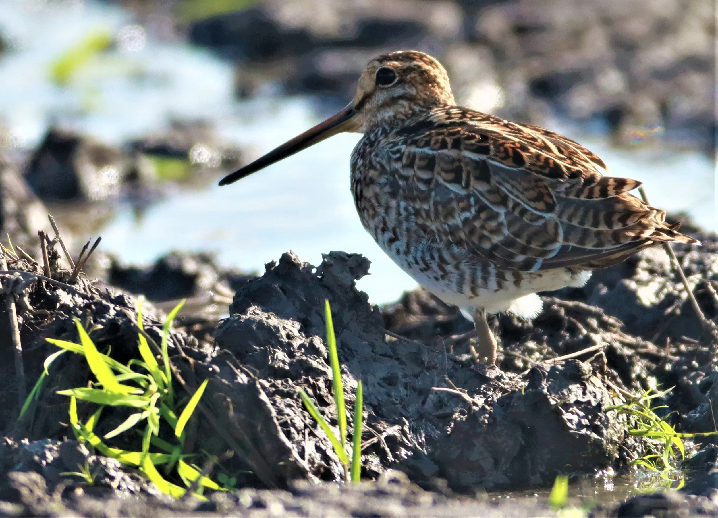 SNIPE - PINTAIL SNIPE - Gallinago stenura - PATHUM THANI RICE RESEARCH CENTER AUGUST 24 2021 (16).jpg