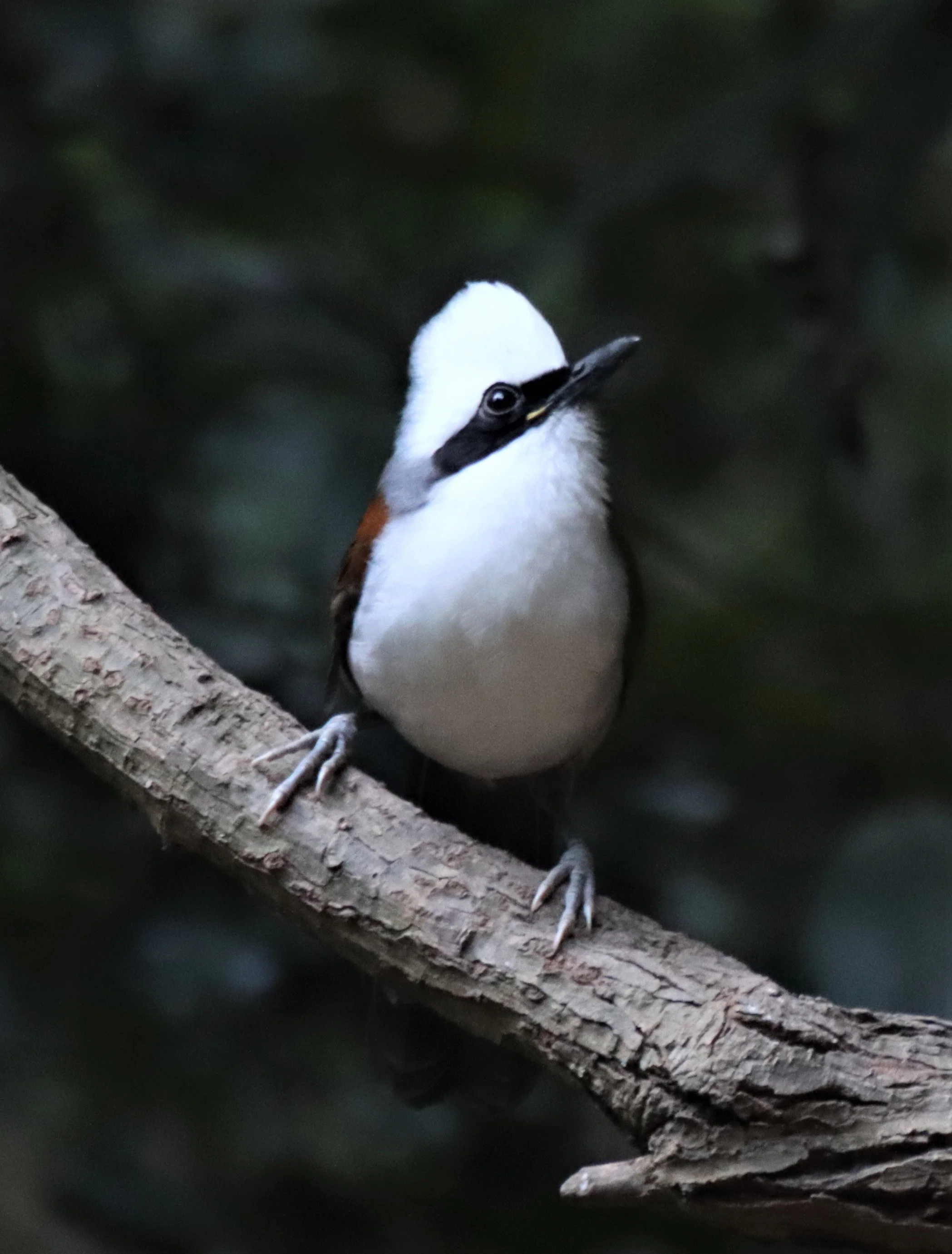 LAUGHINGTHRUSH - WHITE-CRESTED LAUGHINGTHRUSH - Garrulax leucolophus - KAENG KRACHAN THAILAND (25).jpg