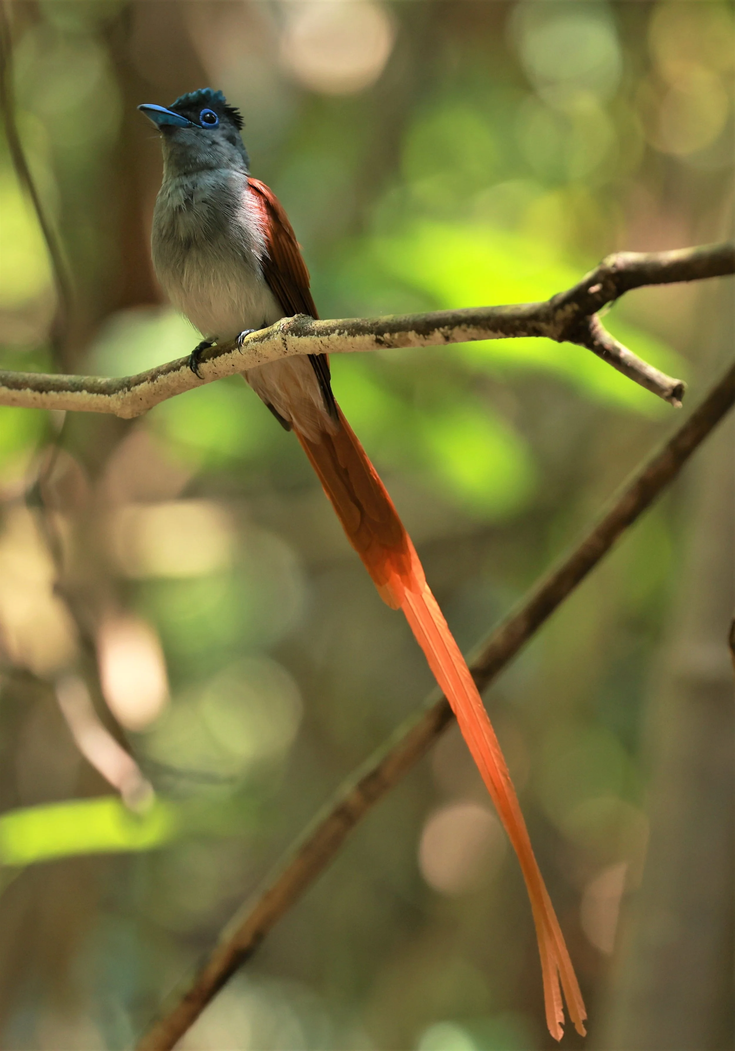 PARADISE-FLYCATCHER - BLYTH'S PARADISE-FLYCATCHER - Terpsiphone affinis - KRUNG CHING, KHAO LUANG NATIONAL PARK, THAILAND APRIL 2023 (50).jpg