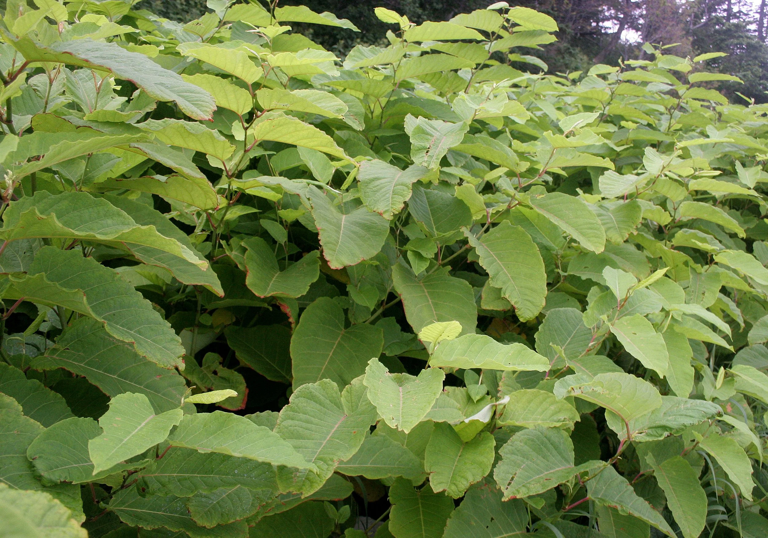 KURIL ISLANDS - FLORA  (50).jpg
