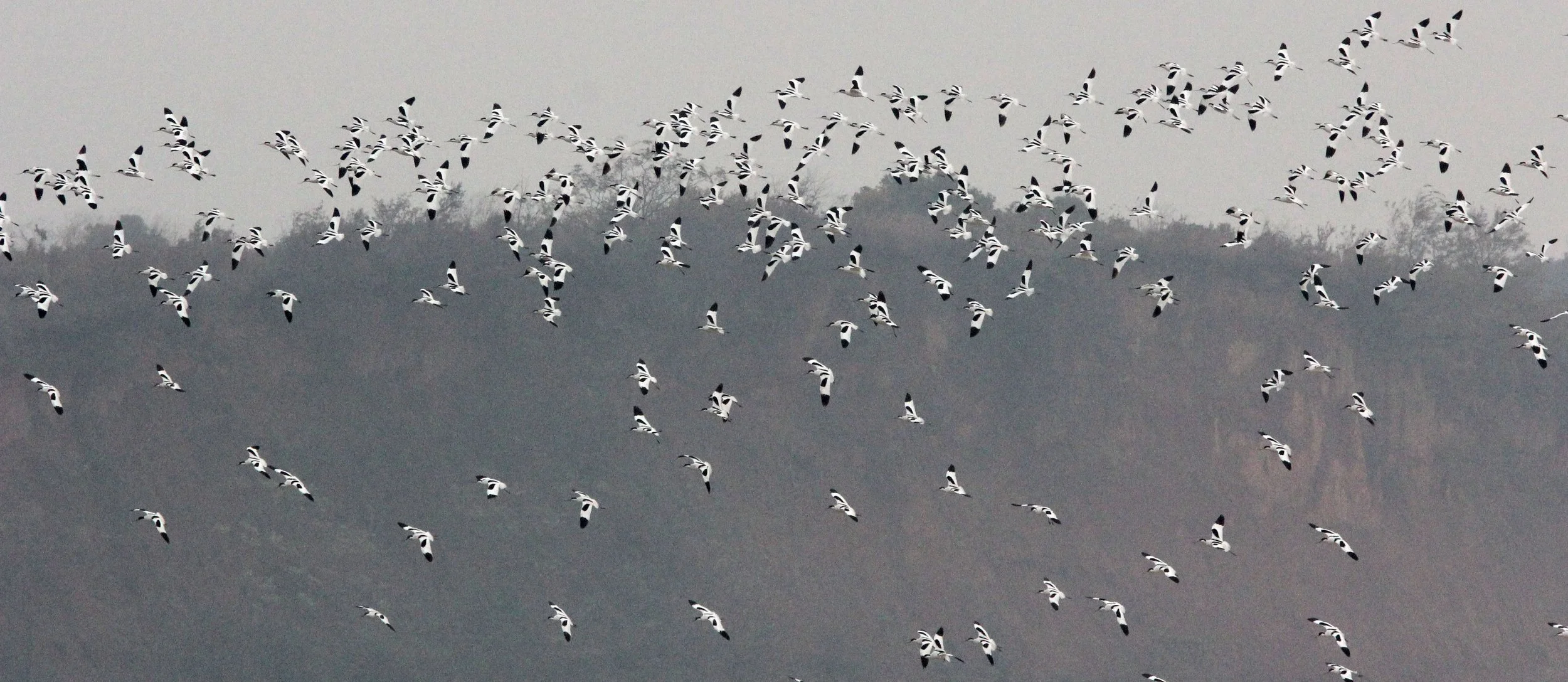 BIRD - AVOCET - PIED AVOCET - POYANG LAKE JIANGXI PROVINCE CHINA (34).JPG