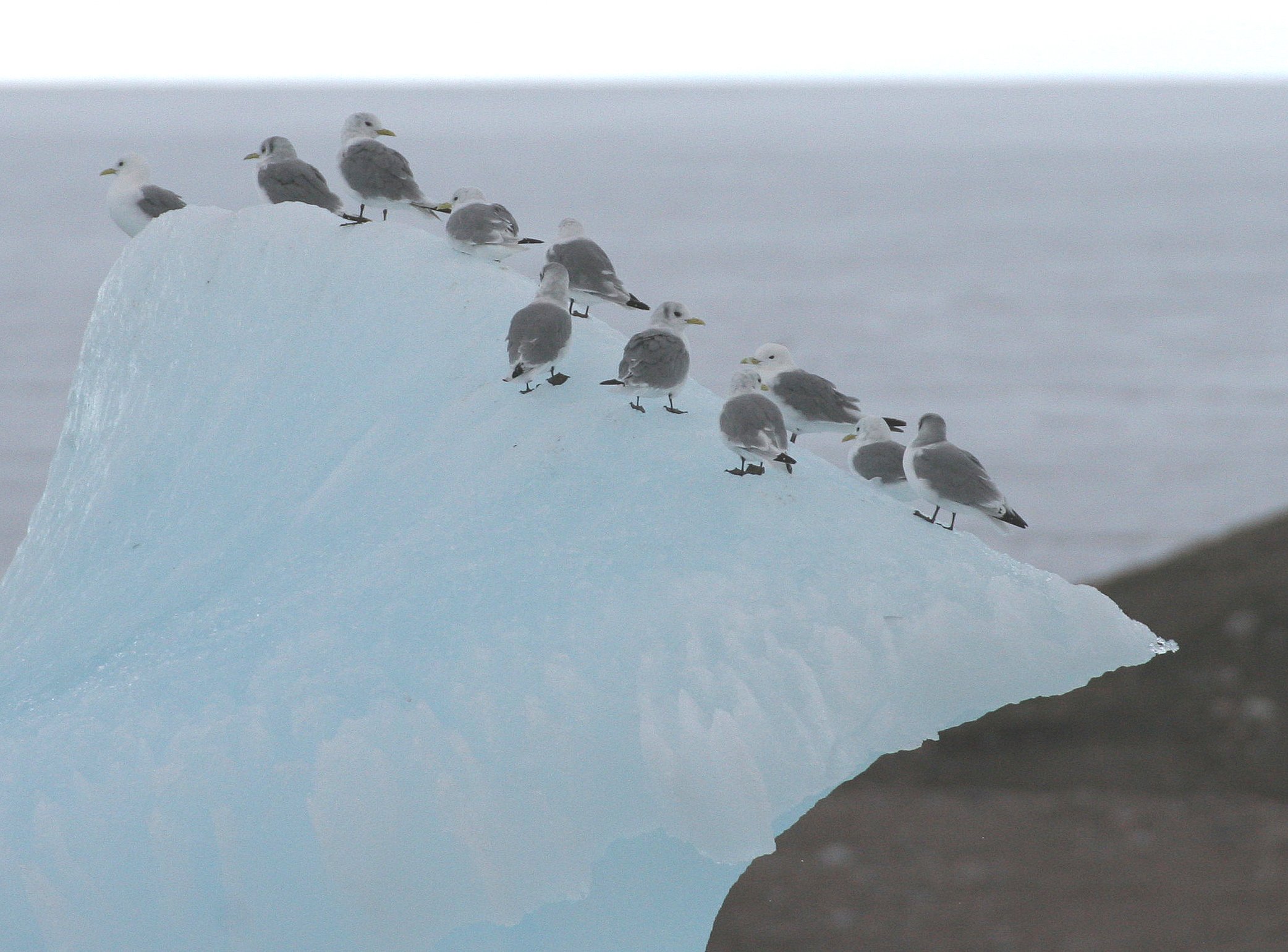 BIRD - KITTIWAKE - BLACK-LEGGED - SVALBARD (2).jpg