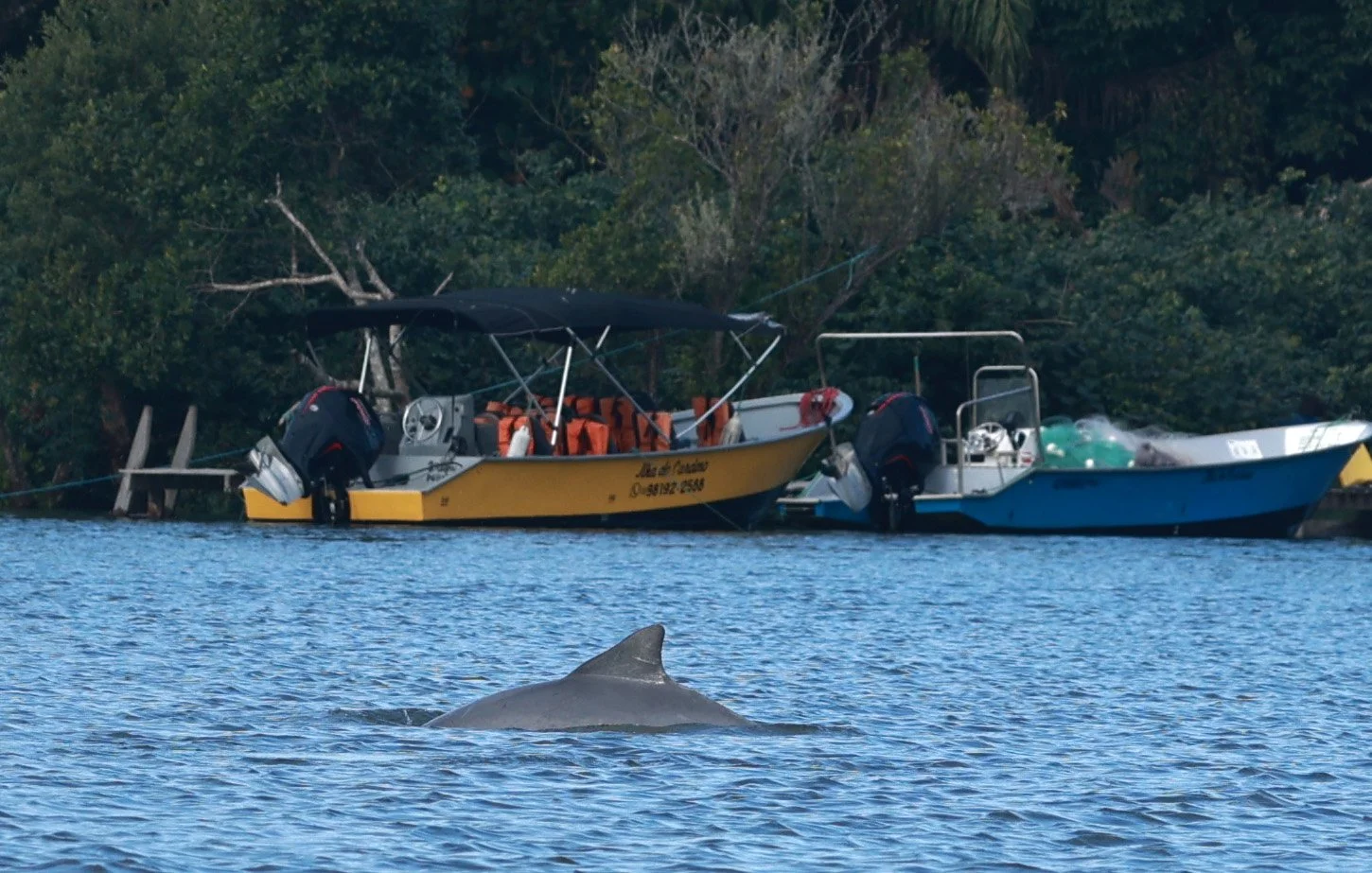 Guiana Dolphin (Sotalia guianensis) Superagüi National Park, Brazil (47).jpg