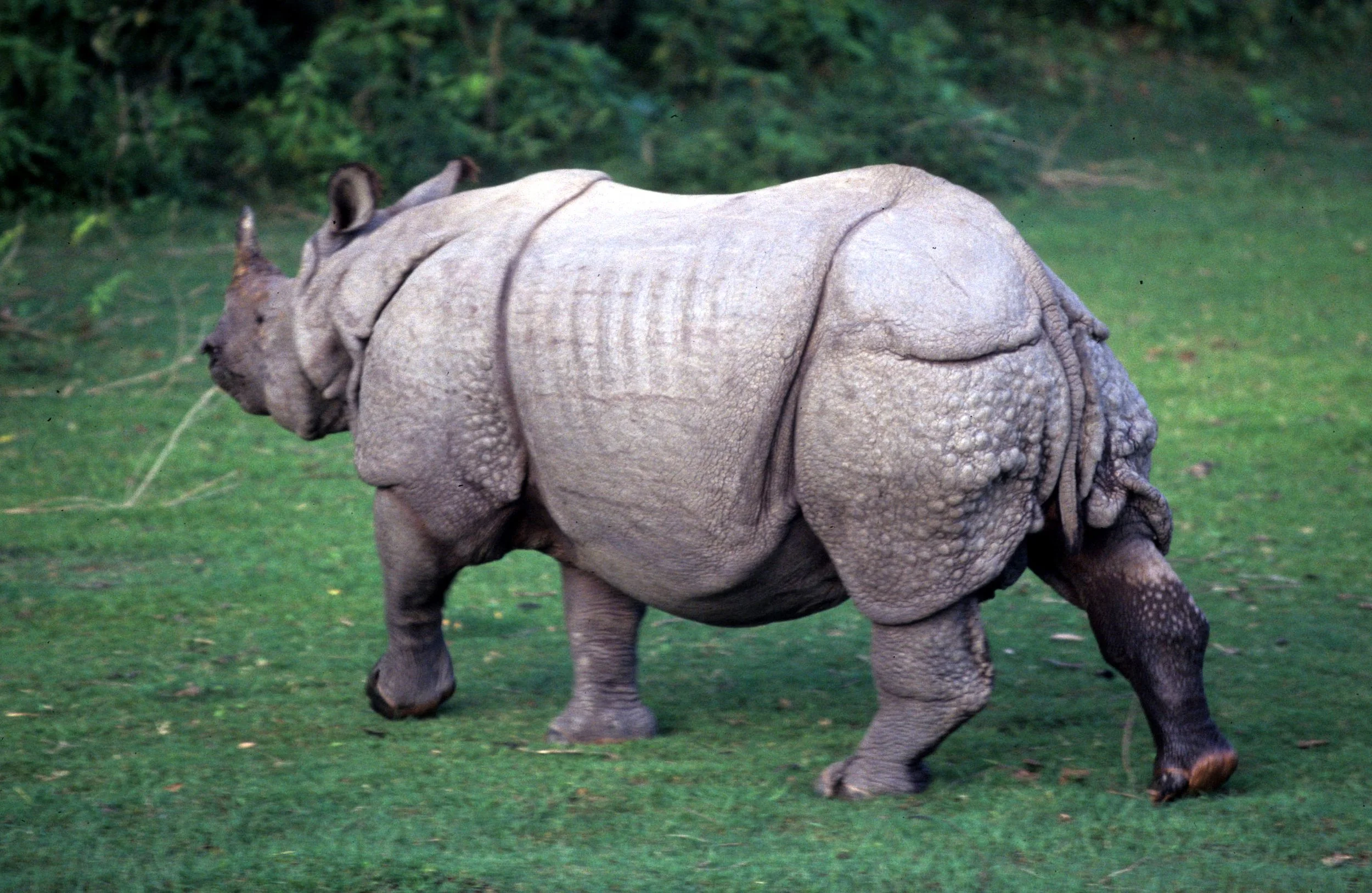 RHINO - ASIAN RHINOCEROUS SPECIES - CHITWAN NP NEPAL (3).jpg