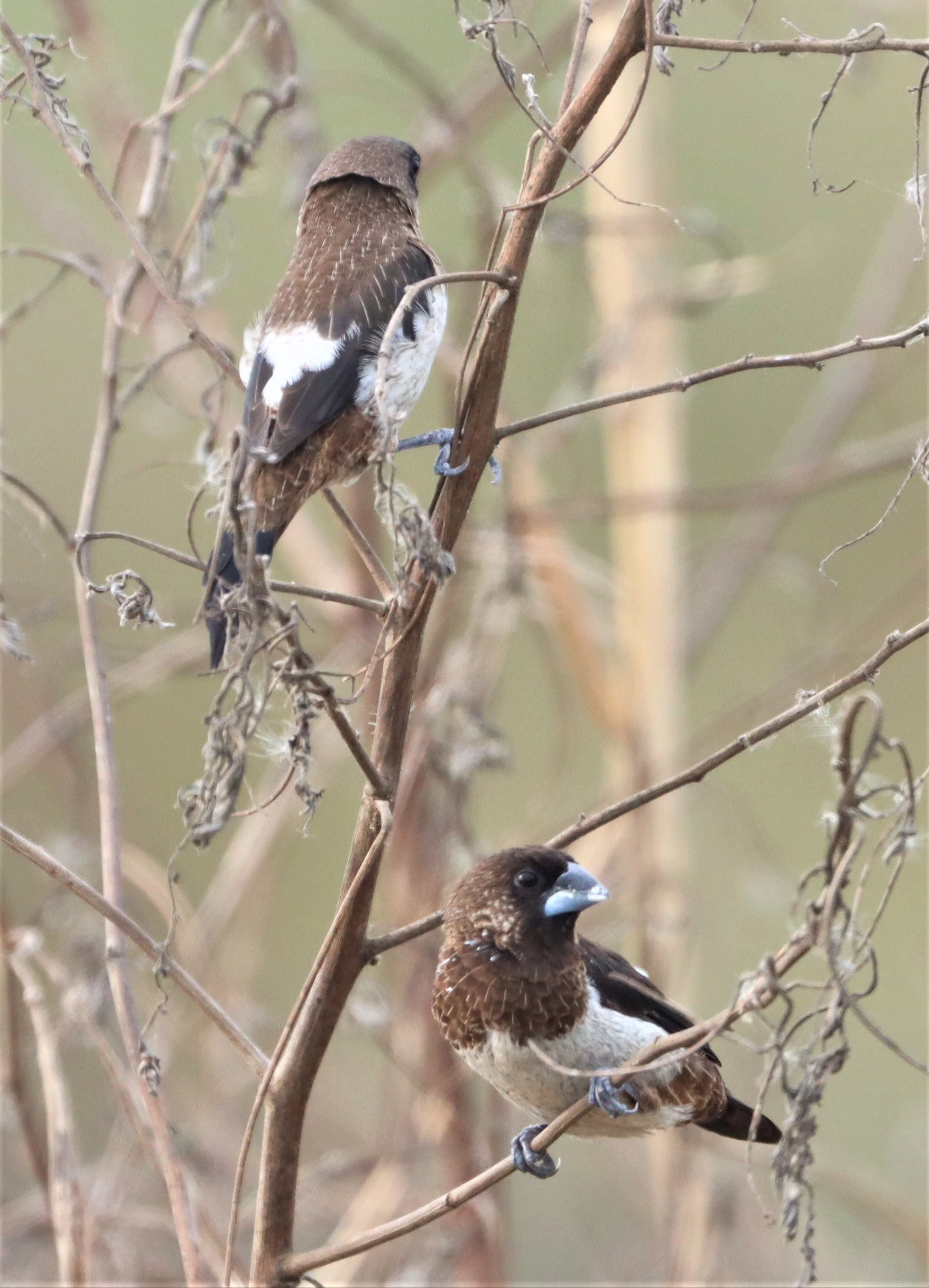 MUNIA - WHITE-RUMPED MUNIA - Lonchura striata - LAT KRABANG WETLANDS NEAR BANGKOK (9).jpg