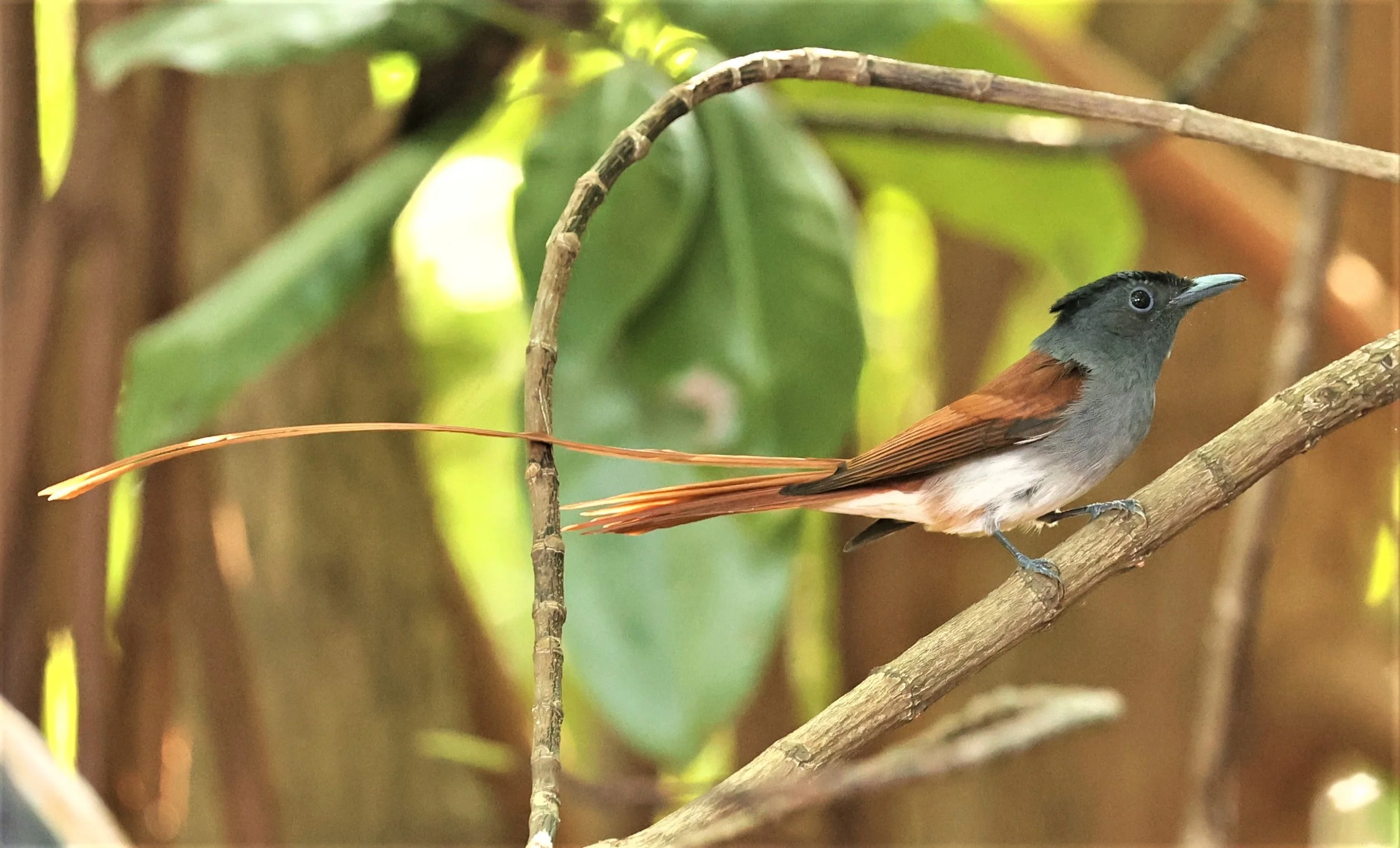 PARADISE-FLYCATCHER - BLYTH'S PARADISE-FLYCATCHER - Terpsiphone affinis - BANG PU OCT 30 2022 (4).jpg