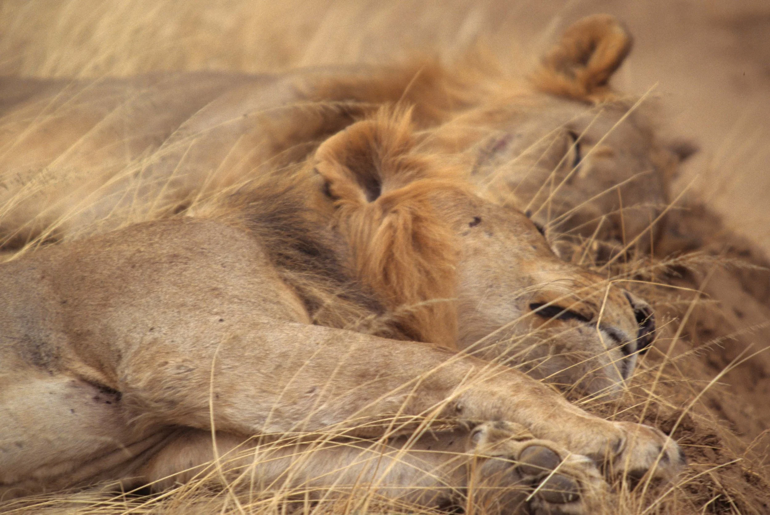 FELID - LION - SHABA (5).jpg
