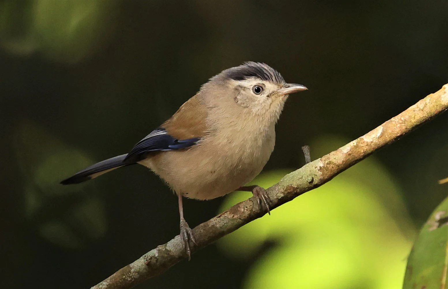 MINLA - BLUE-WINGED MINLA - Actinodura cyanouroptera - DOI ANG KHANG CHIANG MAI (10).jpg