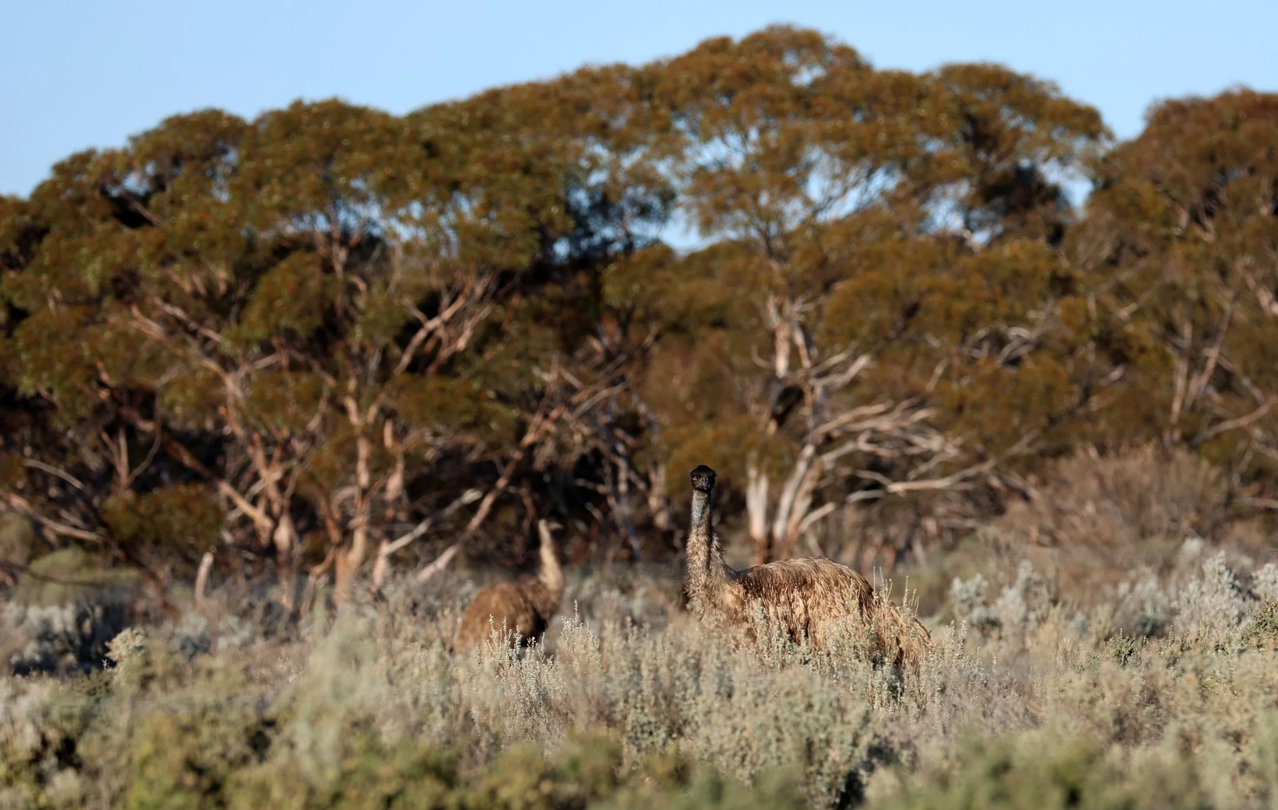 Emu (Dromaius novaehollandiae) Goyder Highway toward Warren Gorge - South Australia (23).jpg
