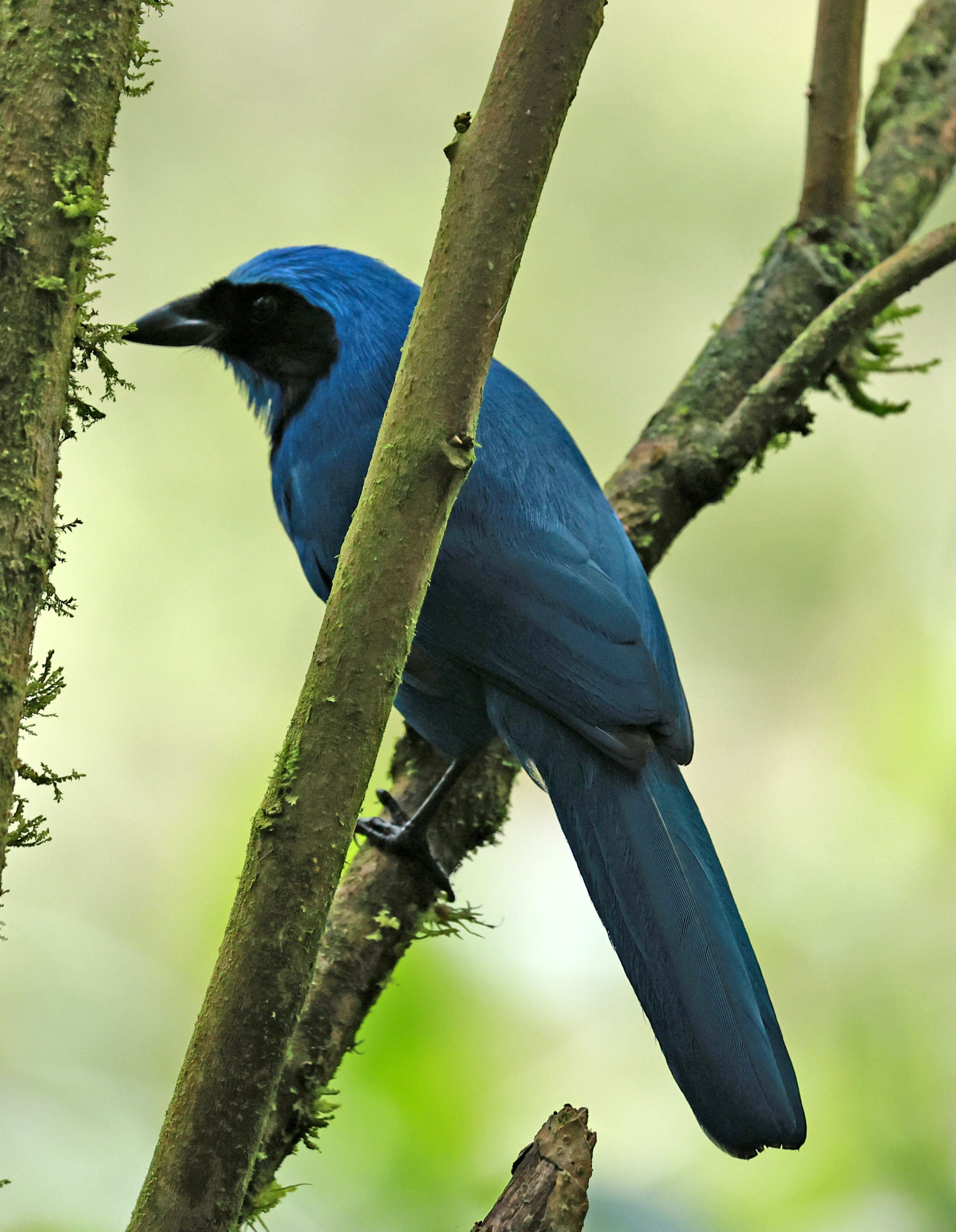Turquoise Jay (Cyanolyca turcosa) Guango Lodge, Papallacta, Ecuador ...