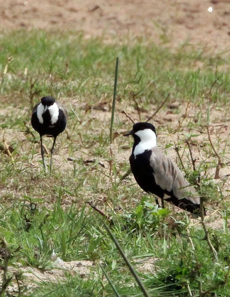 LAPWING - SPUR-WING LAPWING - Vanellus spinosus - LANGANO LAKE ETHIOPIA (1).JPG