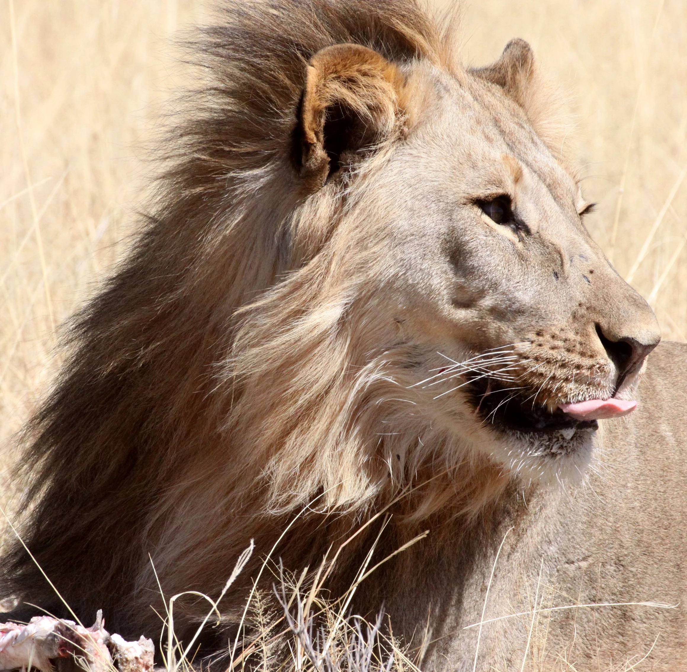 Panthera leo melanochaita - AFRICAN LION - THREE MALES - ETOSHA NATIONAL PARK NAMIBIA (132).JPG