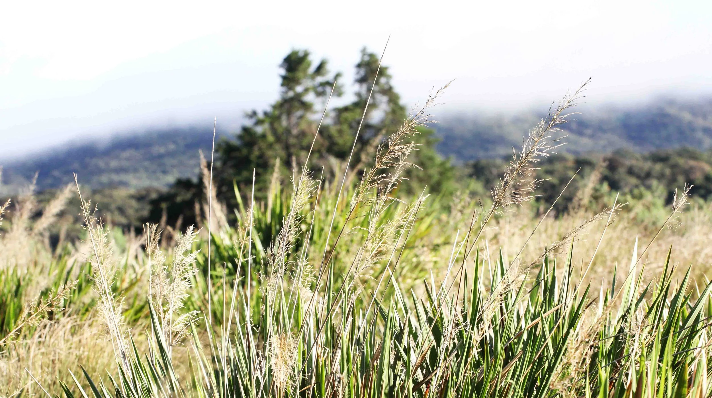 NUWARA ELIYA， HORTON PLAINS NATIONAL PARK,  SRI LANKA (21).JPG