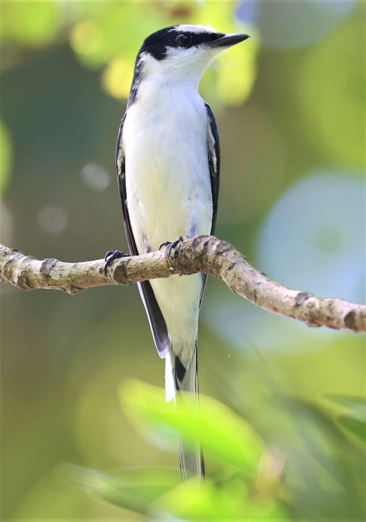 Ashy Minivet (Pericrocotus divaricatus) Kaeng Krachan NP Thailand (4).jpg