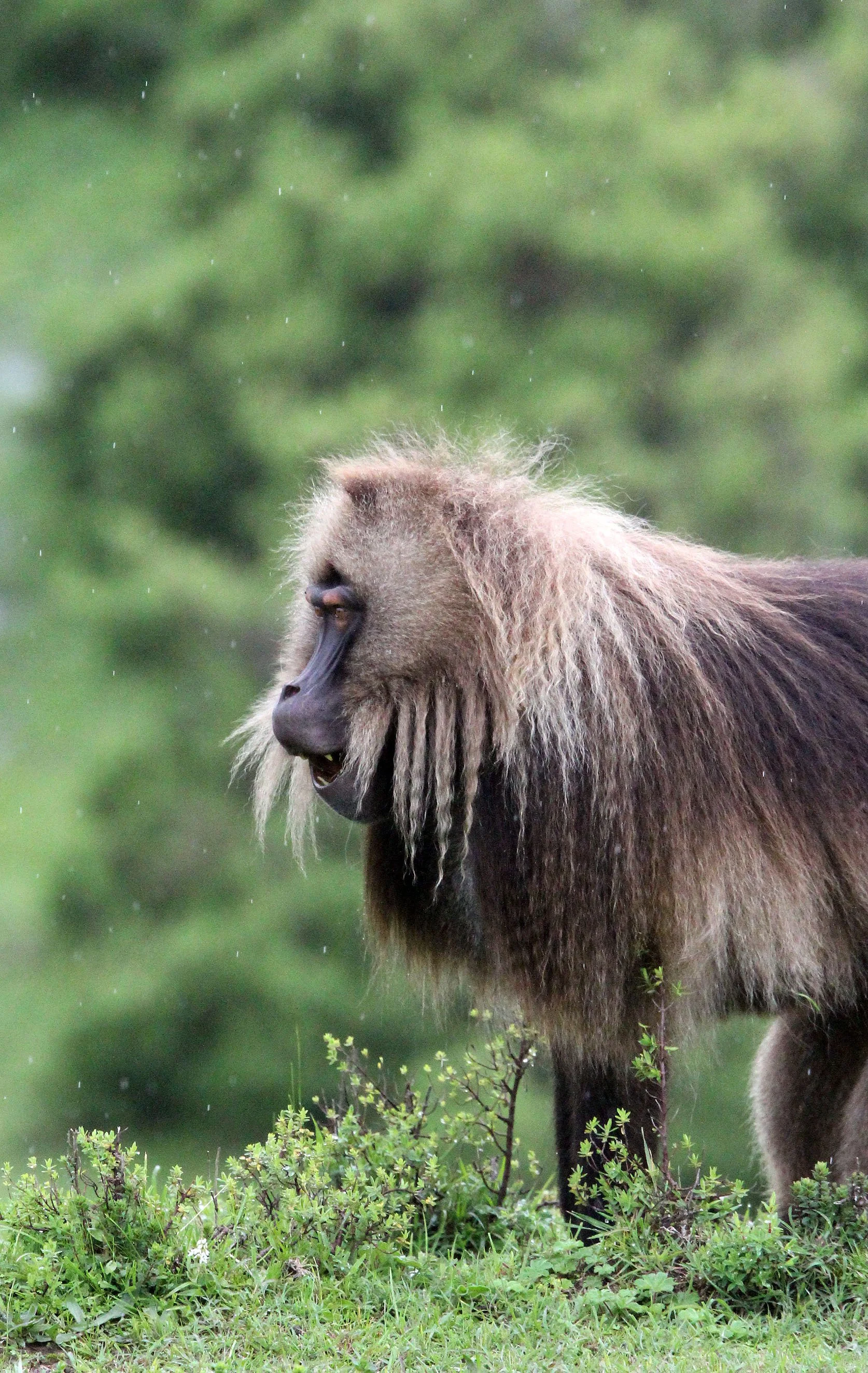 CERCOPITHECIDAE - Theropithecus gelada - GELADA - SIMIEN MOUNTAINS NATIONAL PARK ETHIOPIA (1688).JPG