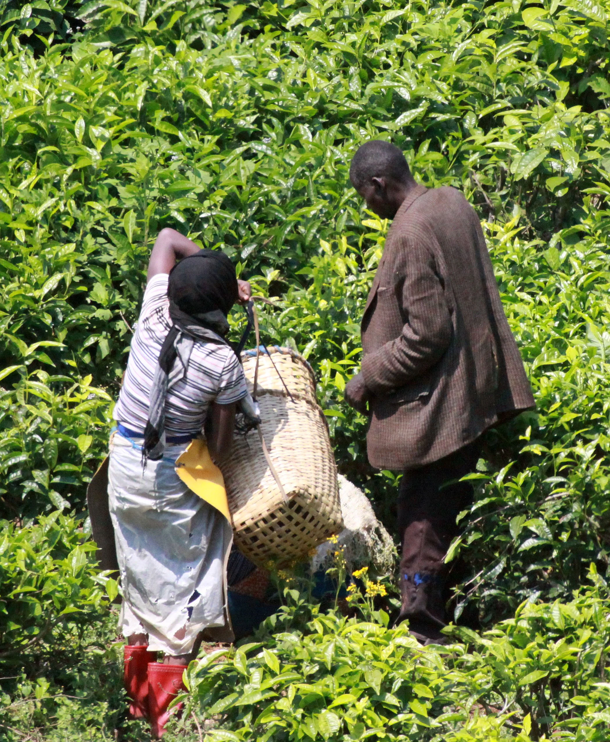 NYUNGWE NATIONAL PARK RWANDA (574).JPG