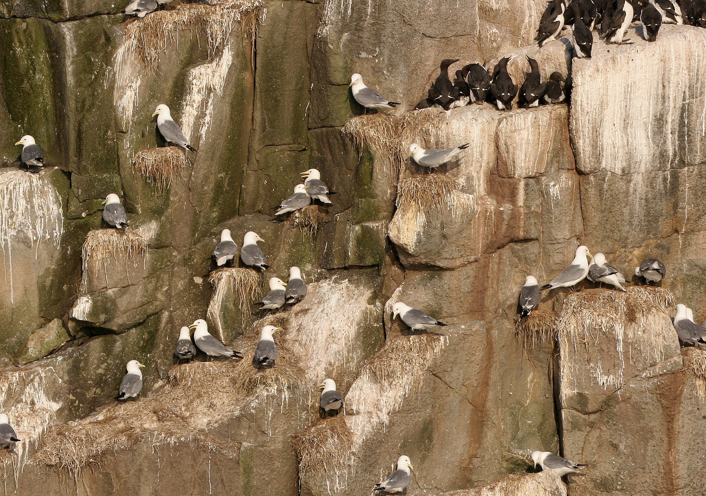 BIRD - KITTIWAKE - BLACK-LEGGED NEAR COMMANDERS.jpg